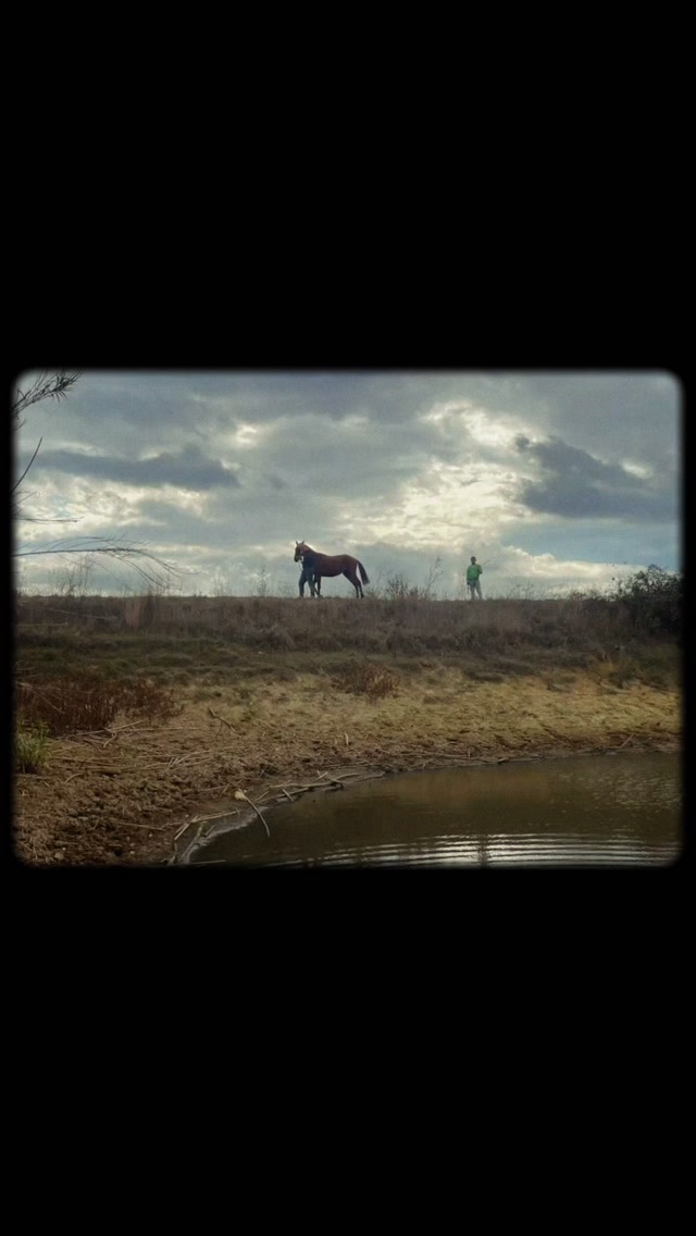 Ready for Change: Leave the Crowds Behind.
If you are tired of standard trail rides where horses just follow a line, it is time for a change. Real riding is not about mass tourism. It is about connection, space, and freedom.
At the P Ranch in Alberese, we believe that the best adventures happen in silence. That is why we focus entirely on small groups and tailored individual experiences. Just you, a well-trained horse, and the vast landscape of the Maremma.
Step into the boots of a true horseman. With us, you will experience authentic stockmanship and learn the art of working with cattle from the saddle. No rush, no stress, no artificial setups. Just true tradition and real horsemanship.
Are you ready to change your perspective?
Book your saddle today.
#PRanchAlberese #MaremmaHorsemanship #Stockmanship #RealRiding #AuthenticTuscany LeaveTheCrowdsBehind HorsebackItaly MaremmaToscana SmallGroupRiding TrueHorsemanship