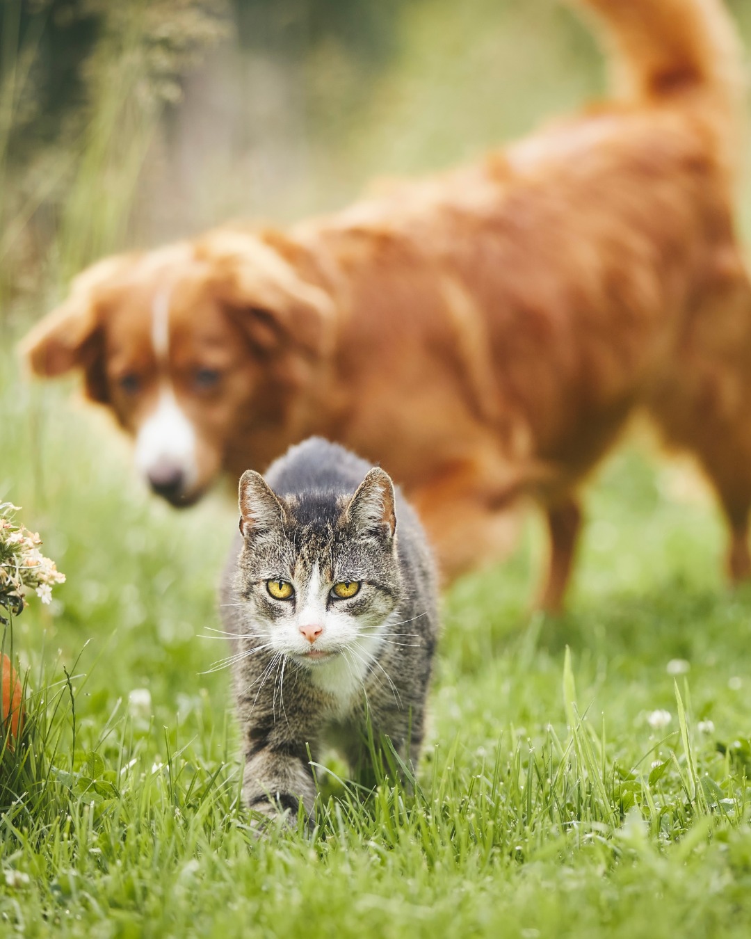 Viel Fleisch, noch mehr Nachhaltigkeit!🐾Mit Balduin bekommt Dein vierbeiniger Freund