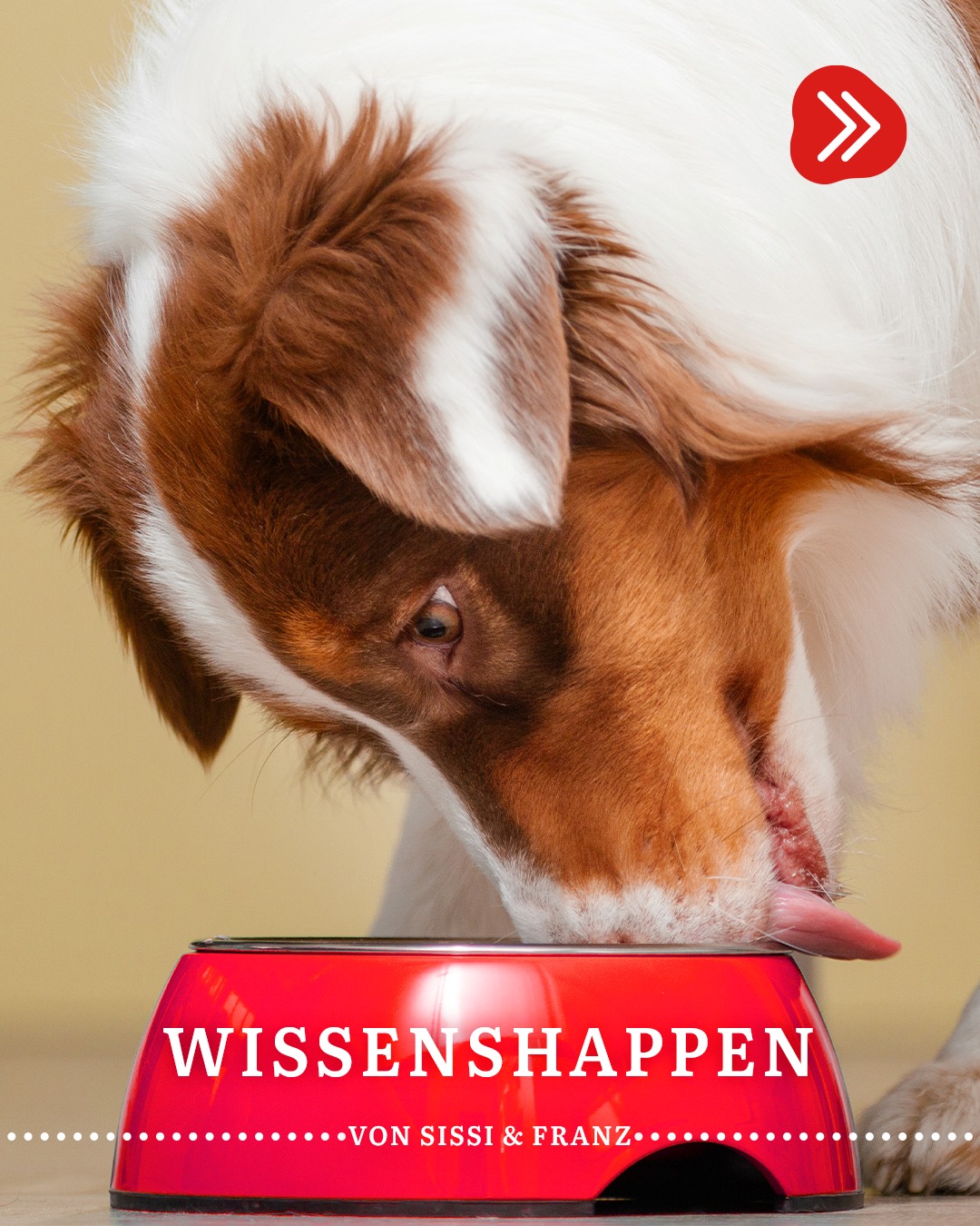 Du willst mehr aus deinem Napf machen? Dann wird’s Zeit