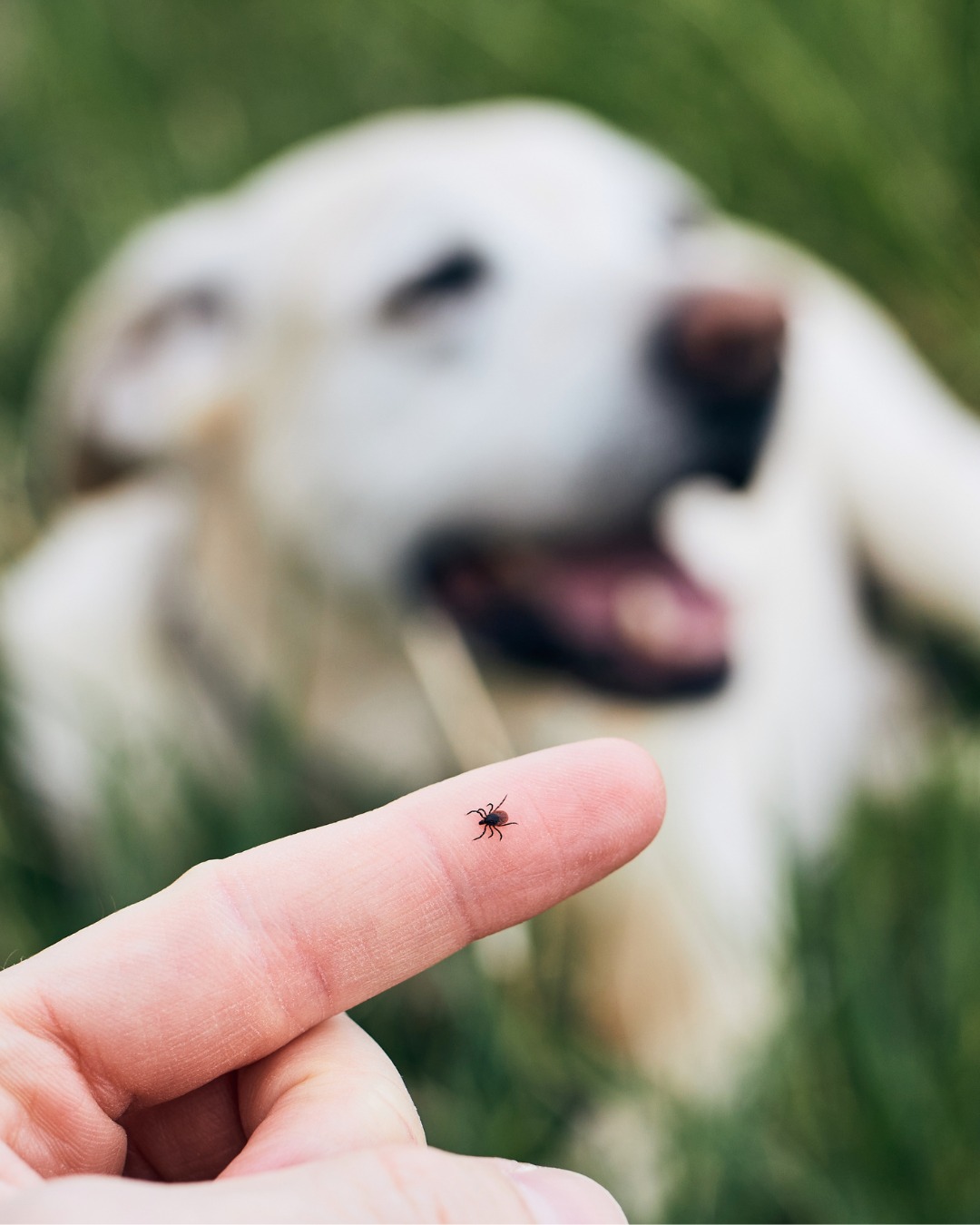 Sanfter Schutz für entspannte Spaziergänge 🍃🐕Mit dem Valetumed Shampoo EC