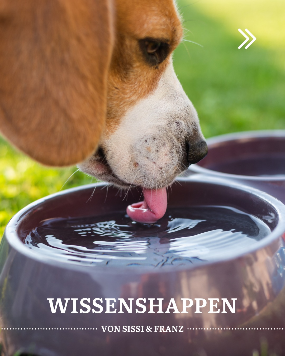 Trinken nicht vergessen! 🐶💧Ob Bewegung, Futter oder Sommerhitze – wie