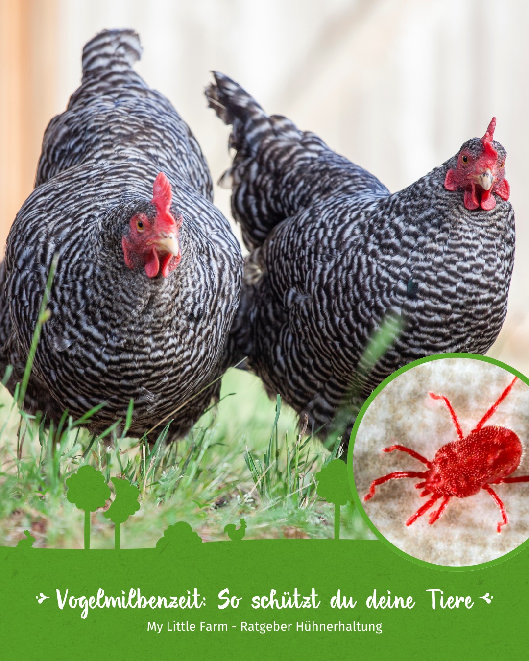 Rote Vogelmilben? So schützt du deine Hühner – natürlich &