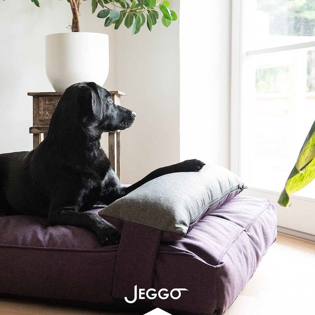 Endlich Frühling, endlich raus!Ist euer vierbeiniger Begleiter auch schon ganz