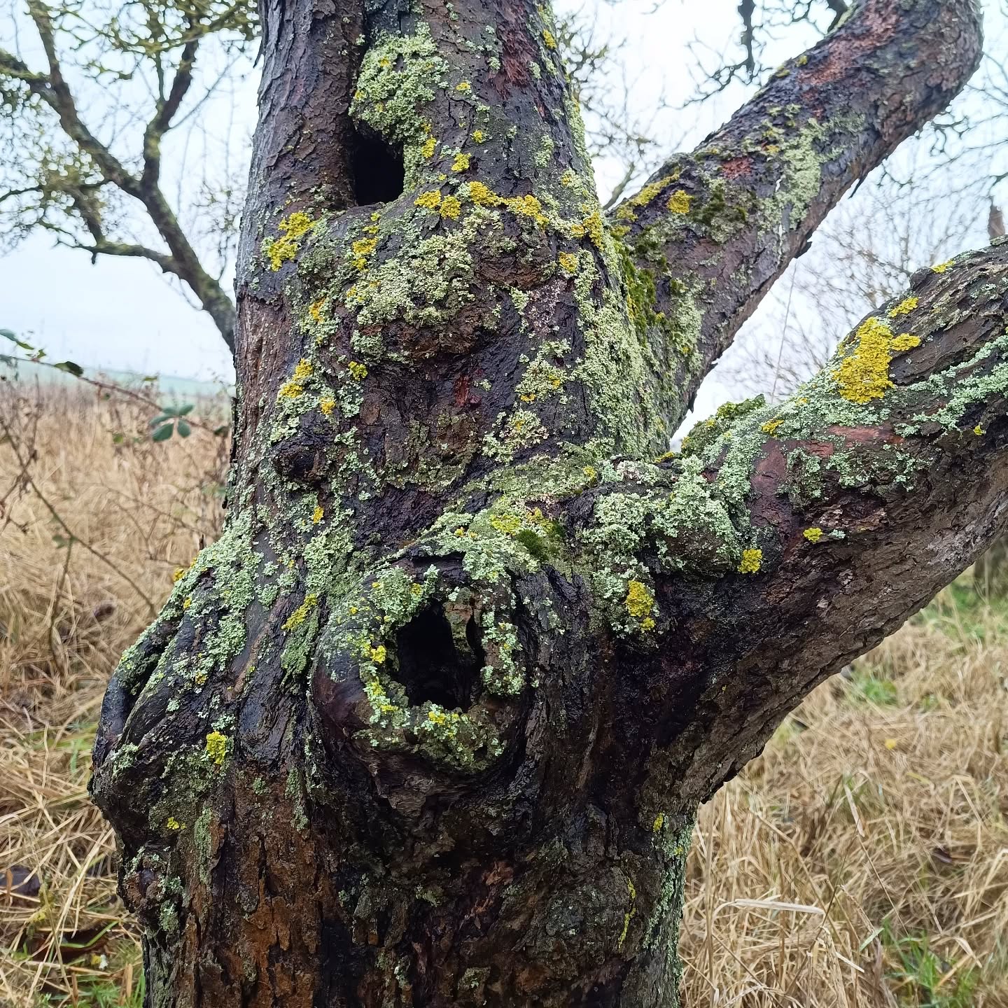 Am #ackerrand ist viel los! Bäume, Sträucher, Gräser und Steinhaufen rund um unsere Felder di....