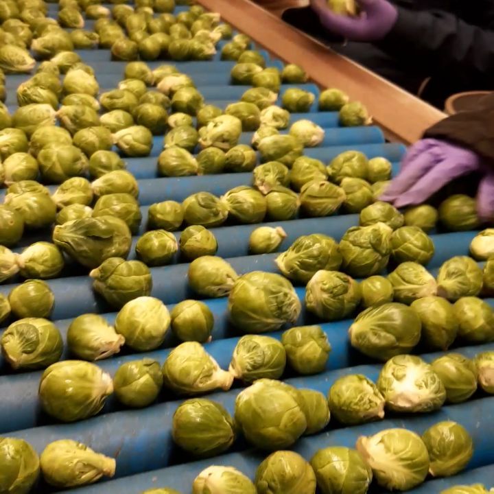 We zitten midden in het spruitjesseizoen! Bij een klant in het noorden van het land zijn onze medewerkers o.a. bezig met het controleren van de spruiten voordat deze in de supermarkt terecht komen.👍💪 #spruitjesteelt #spruitjes #groenten #groententelen #uitzenden #uitzendkrachten