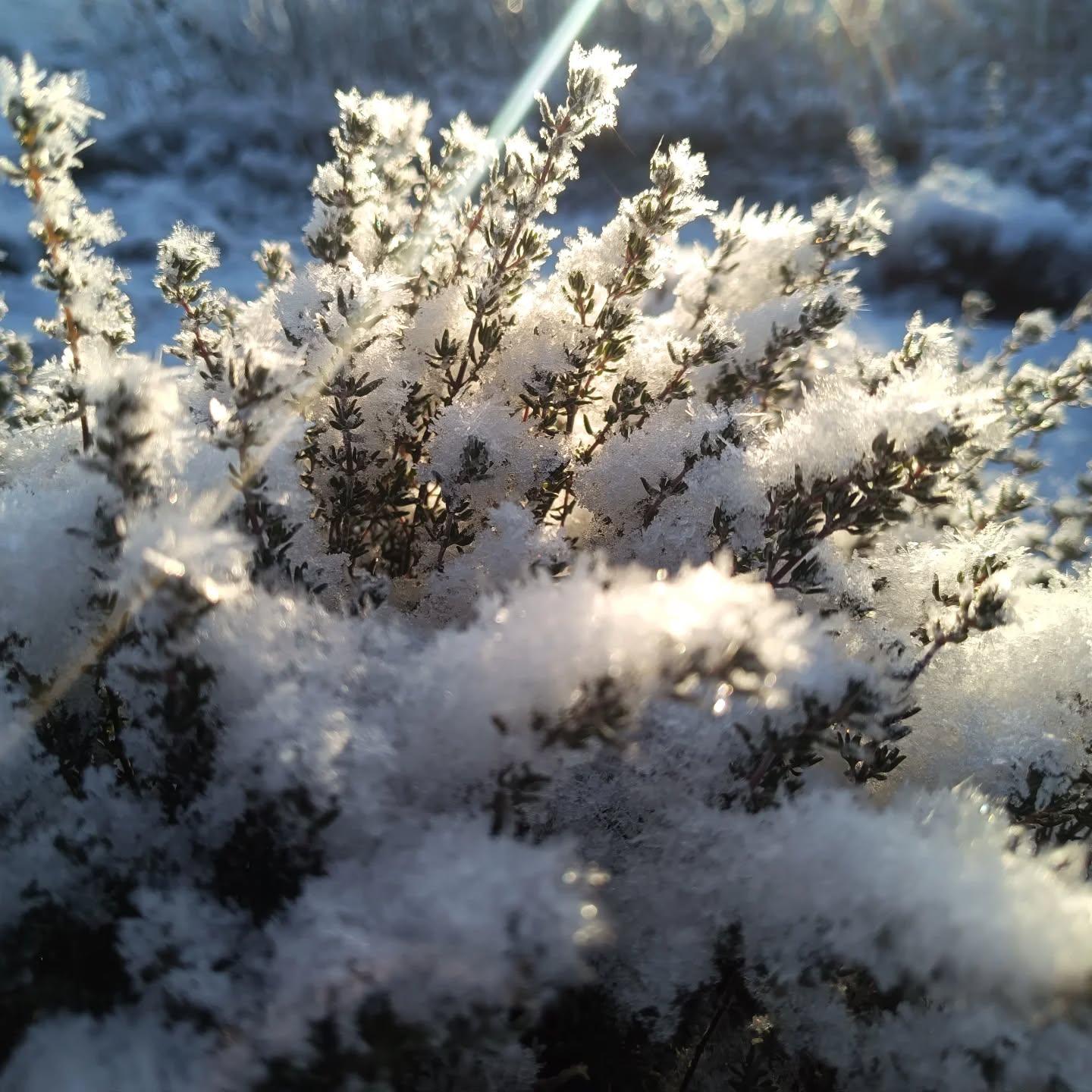 #schnee auf #thymian , klassisches Gärtnerei-im-Winter-Motiv, denn wer will schon sehen, wie wi....