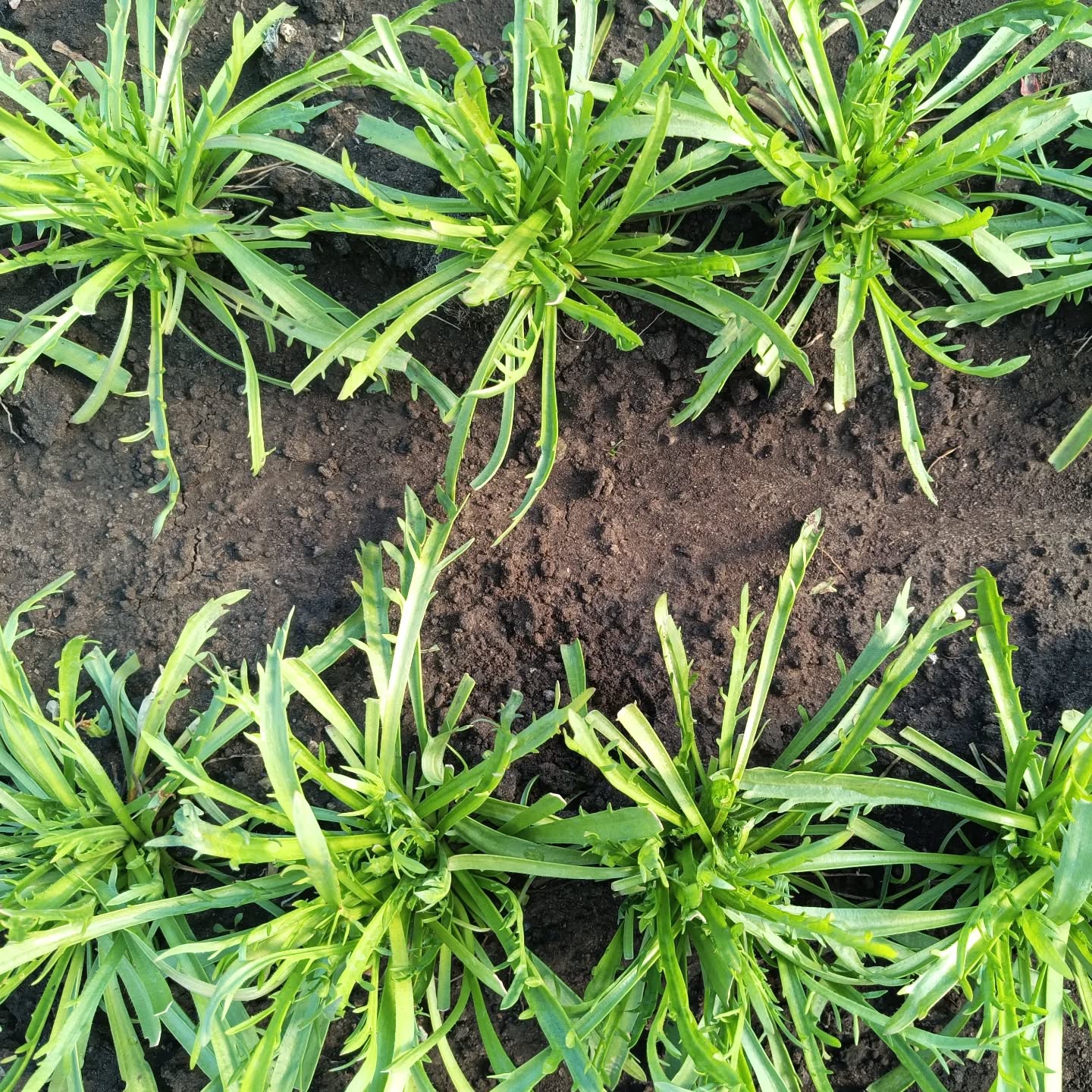 #hirschhornwegerich ❤️ unser aktueller Liebling. Mit seinem würzigen Geschmack und seiner s....