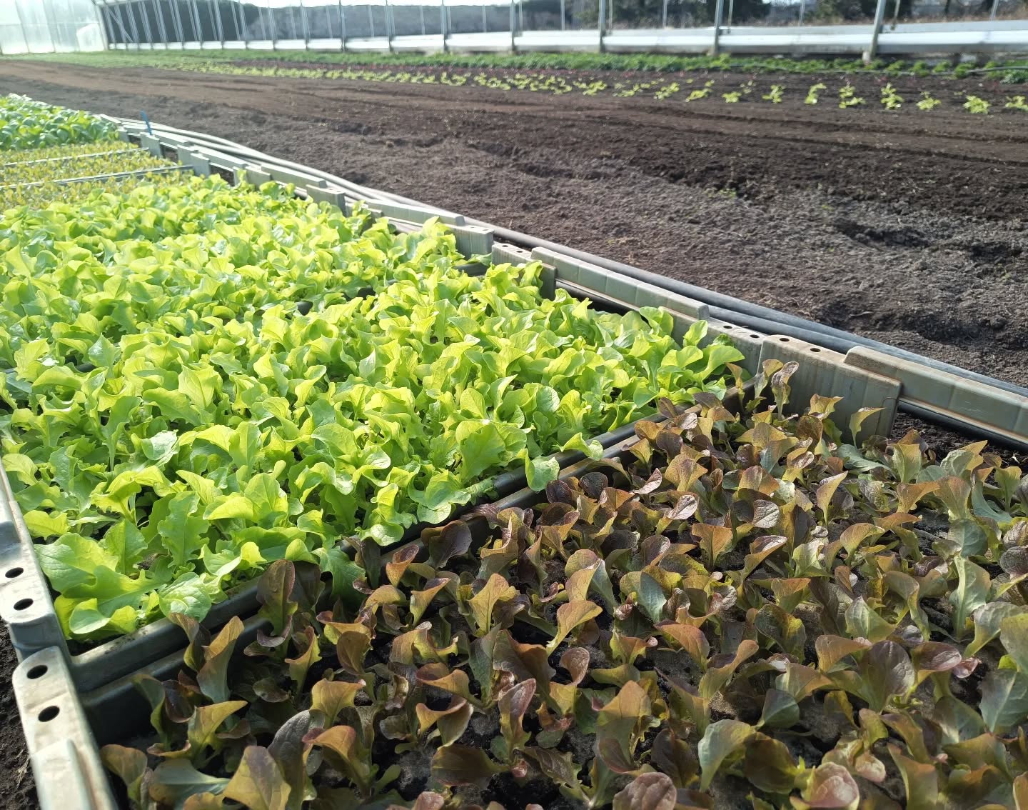 Wir haben wieder gepflanzt 🌱 Salate und Pak Choi sind in der Erde. Nun muss nur noch ein biss....