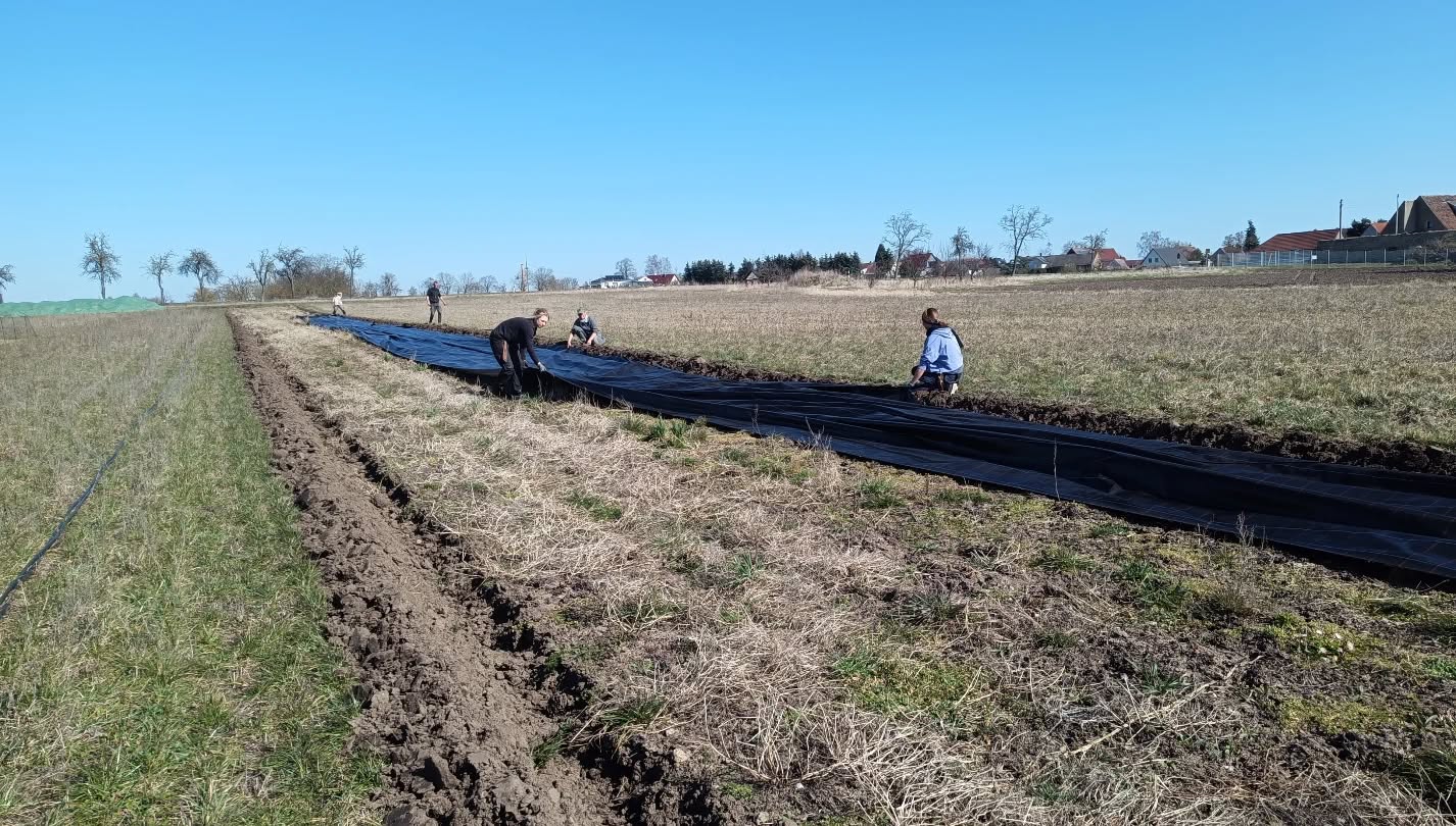 Wir haben unseren neu gepflanzten #rhabarber mit einem Mulchgewebe abgedeckt. So hat Unkraut kau....