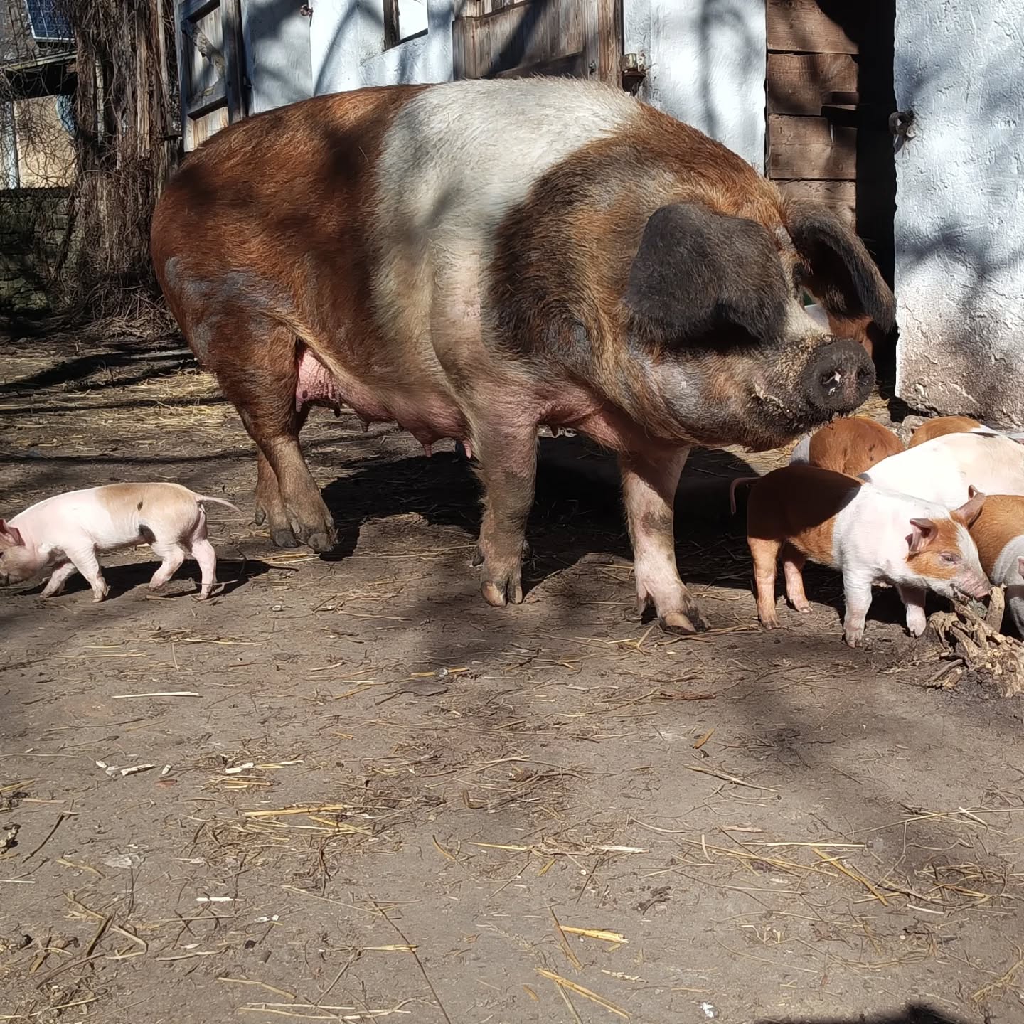 Heute nehmen wir Euch wieder mit zu uns nach Hause. Zu unserem Bauernhof gehören auch viele Tie....