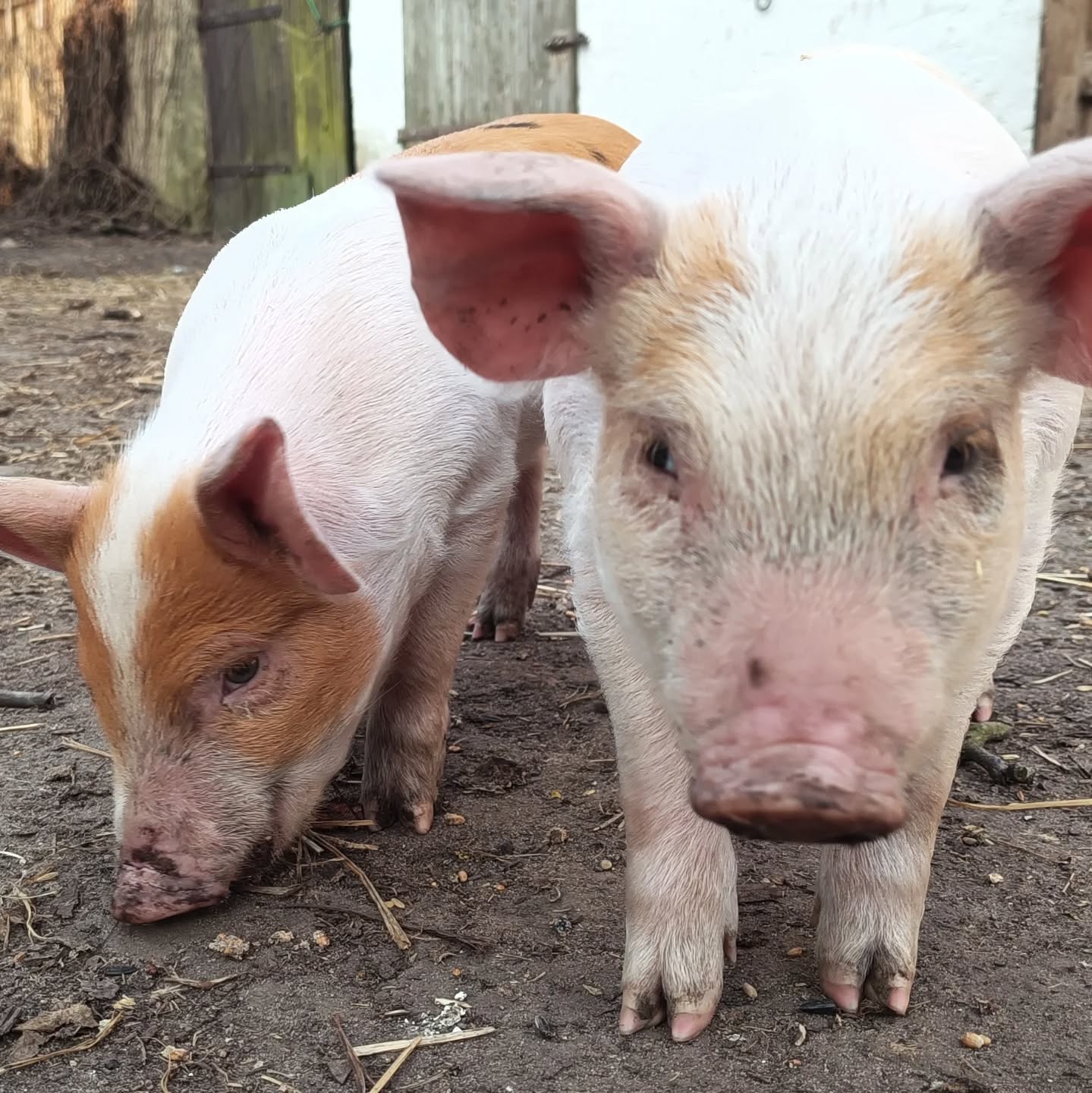 Und weil sie so unglaublich niedlich sind, gleich noch ein Beitrag hinterher... Die #ferkel sind....