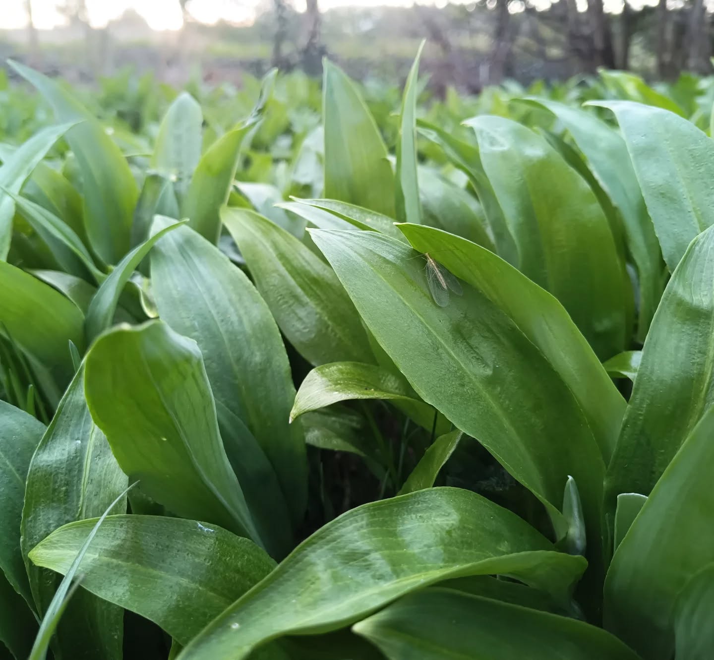 Es ist #bärlauchzeit 🌿 ein toller würziger Geruch zieht durch unsere Gärtnerei. Haltet Euc....