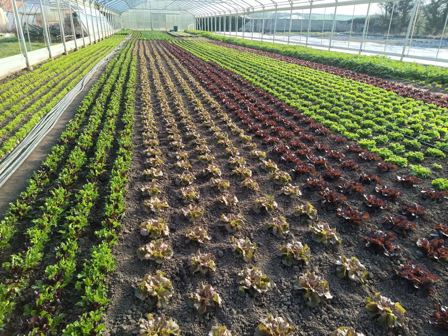 Schaut Euch diese bunte Vielfalt an! 😍 In diesem #gewächshaus stehen verschiedenste #salate ....