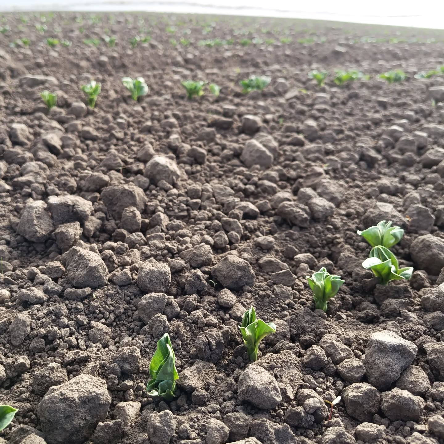 Hier wächst unsere Ernteaufgabe für Juni. Nach mehreren Jahren Pause bauen wir mal wieder #dic....