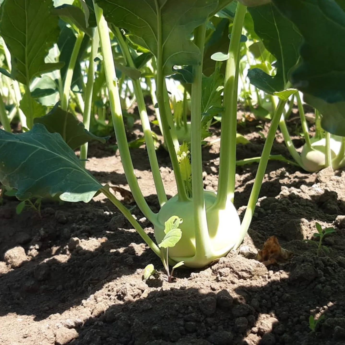 Unser erster #kohlrabi der Saison muss nur noch ein paar Tage wachsen... In knapp zwei Wochen k....