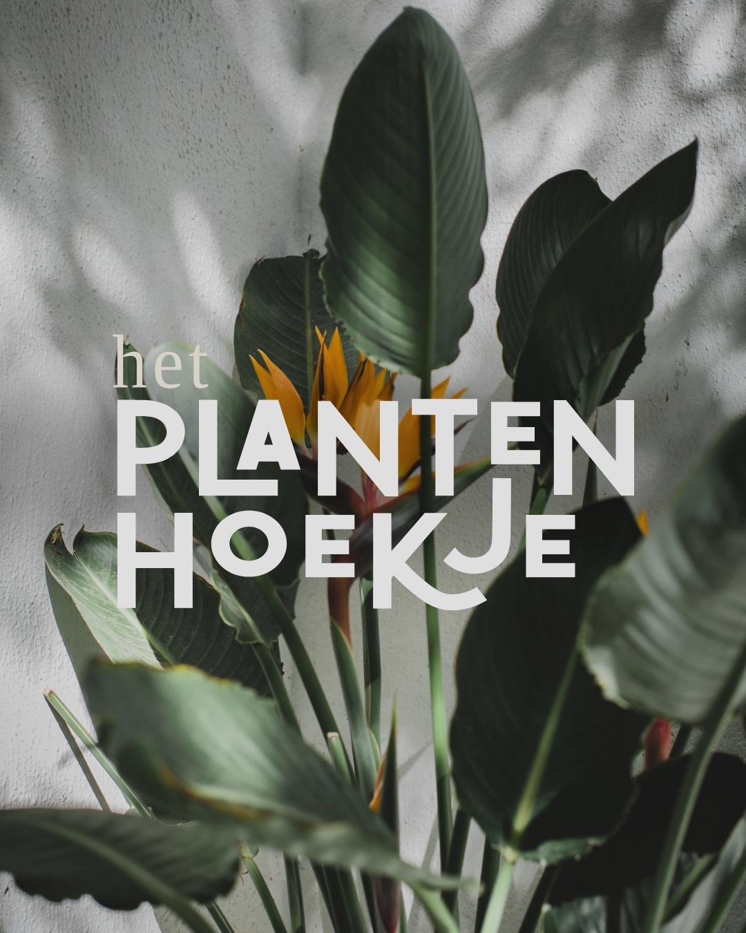 🌿 𝐖𝐞𝐥𝐤𝐨𝐦 𝐛𝐢𝐣 𝐇𝐞𝐭 𝐏𝐥𝐚𝐧𝐭𝐞𝐧𝐡𝐨𝐞𝐤𝐣𝐞 Een plek waar alles…