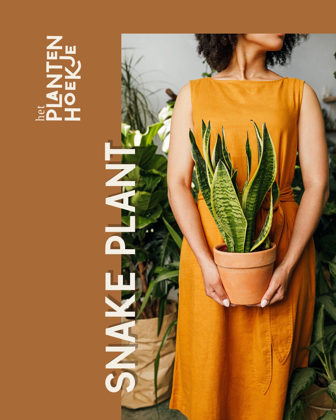 𝐒𝐚𝐧𝐬𝐞𝐯𝐢𝐞𝐫𝐢𝐚 𝐭𝐫𝐢𝐟𝐚𝐬𝐜𝐢𝐚𝐭𝐚 ook wel bekend als de Snak…