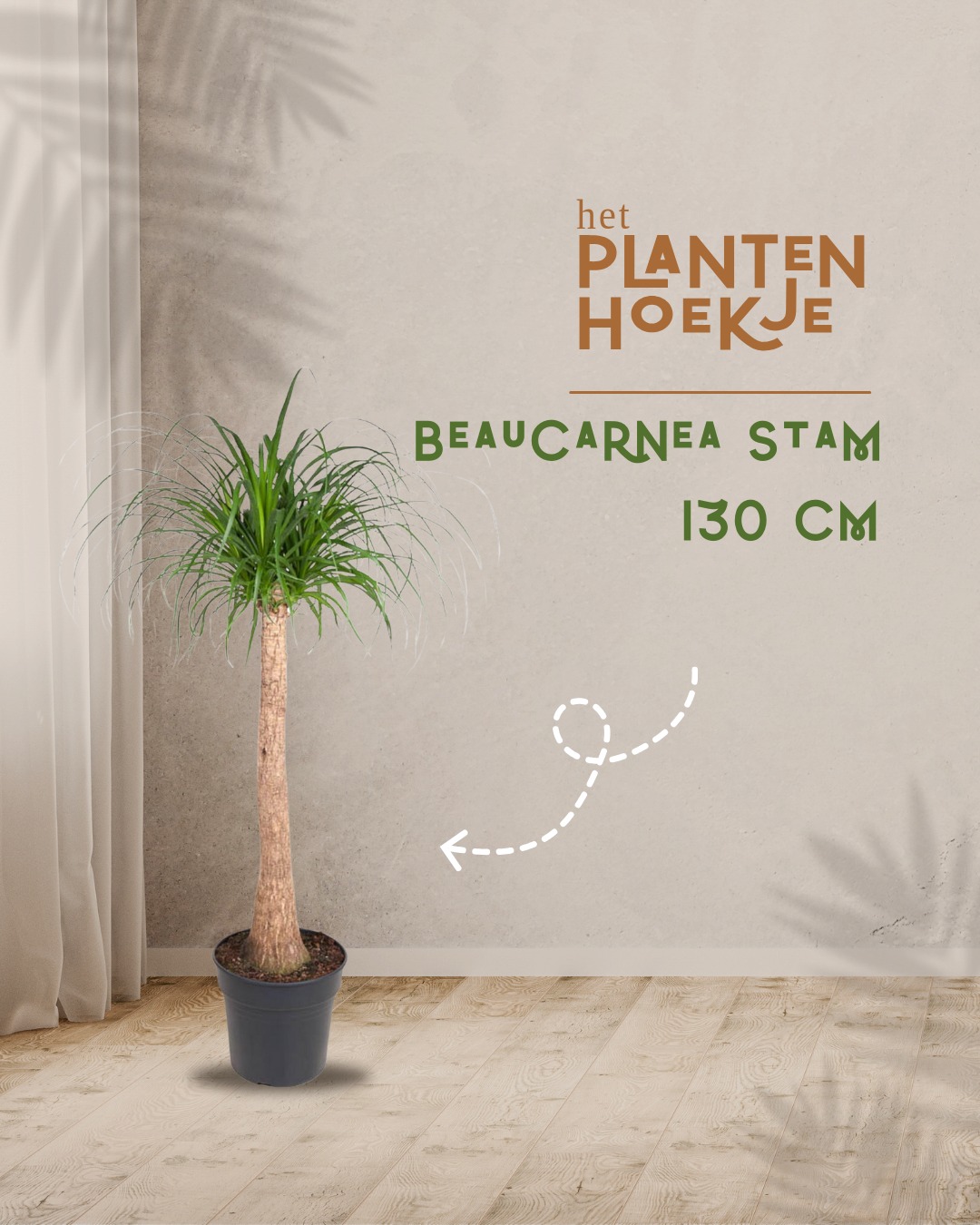 🌴𝐒𝐭𝐚𝐭𝐞𝐦𝐞𝐧𝐭 𝐚𝐥𝐞𝐫𝐭: 𝐝𝐞 𝐁𝐞𝐚𝐮𝐜𝐚𝐫𝐧𝐞𝐚 𝐬𝐭𝐚𝐦 (𝟏𝟑𝟎 𝐜𝐦) Say…