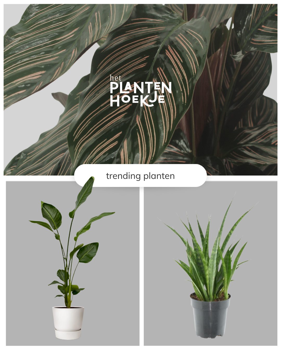 🌿 𝐓𝐫𝐞𝐧𝐝𝐢𝐧𝐠 𝐚𝐥𝐞𝐫𝐭! Ben je klaar om jouw plantenhoek…