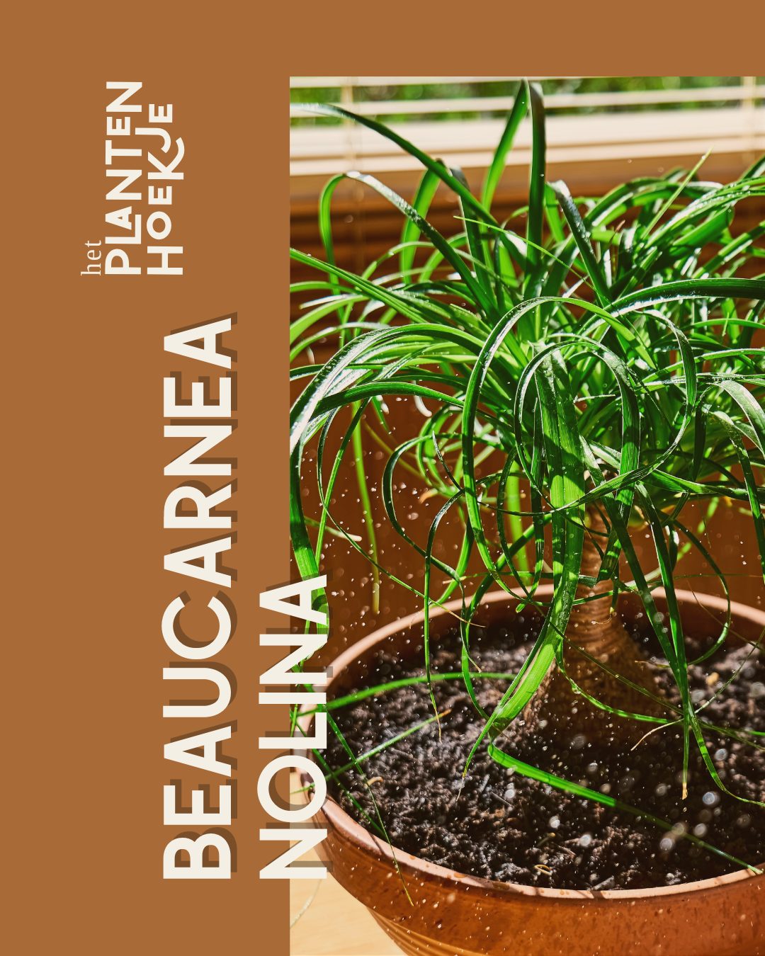 🌿 𝐃𝐞 𝐁𝐞𝐚𝐮𝐜𝐚𝐫𝐧𝐞𝐚 𝐍𝐨𝐥𝐢𝐧𝐚 ook wel bekend als de Olifa…