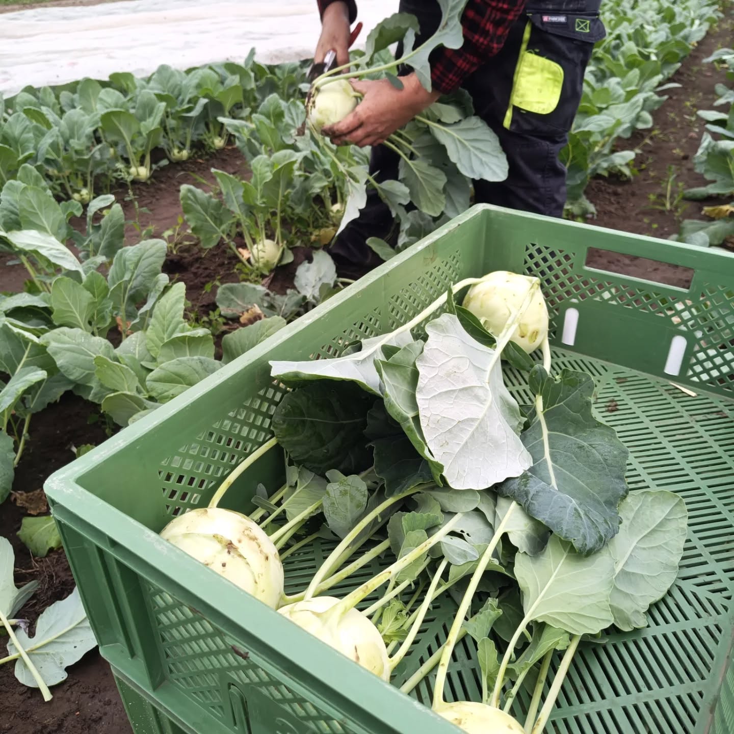 Wir ernten #kohlrabi für Euch! Jeder Kohlrabi wird von Hand geerntet und dabei gleich von gelbe....