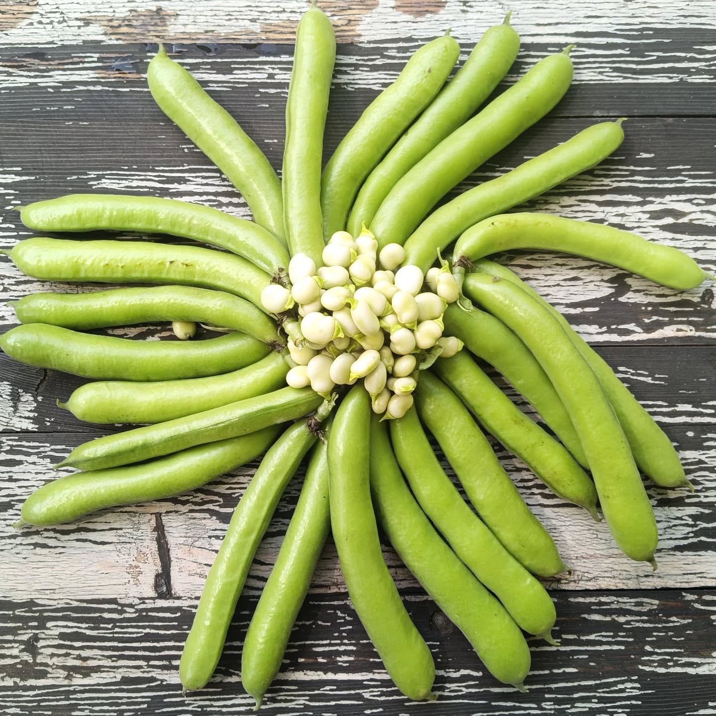 Wir ernten #dickebohnen für Euch, auspulen dürft Ihr selbst 🥰 Abgesehen davon, dass Dicke ....