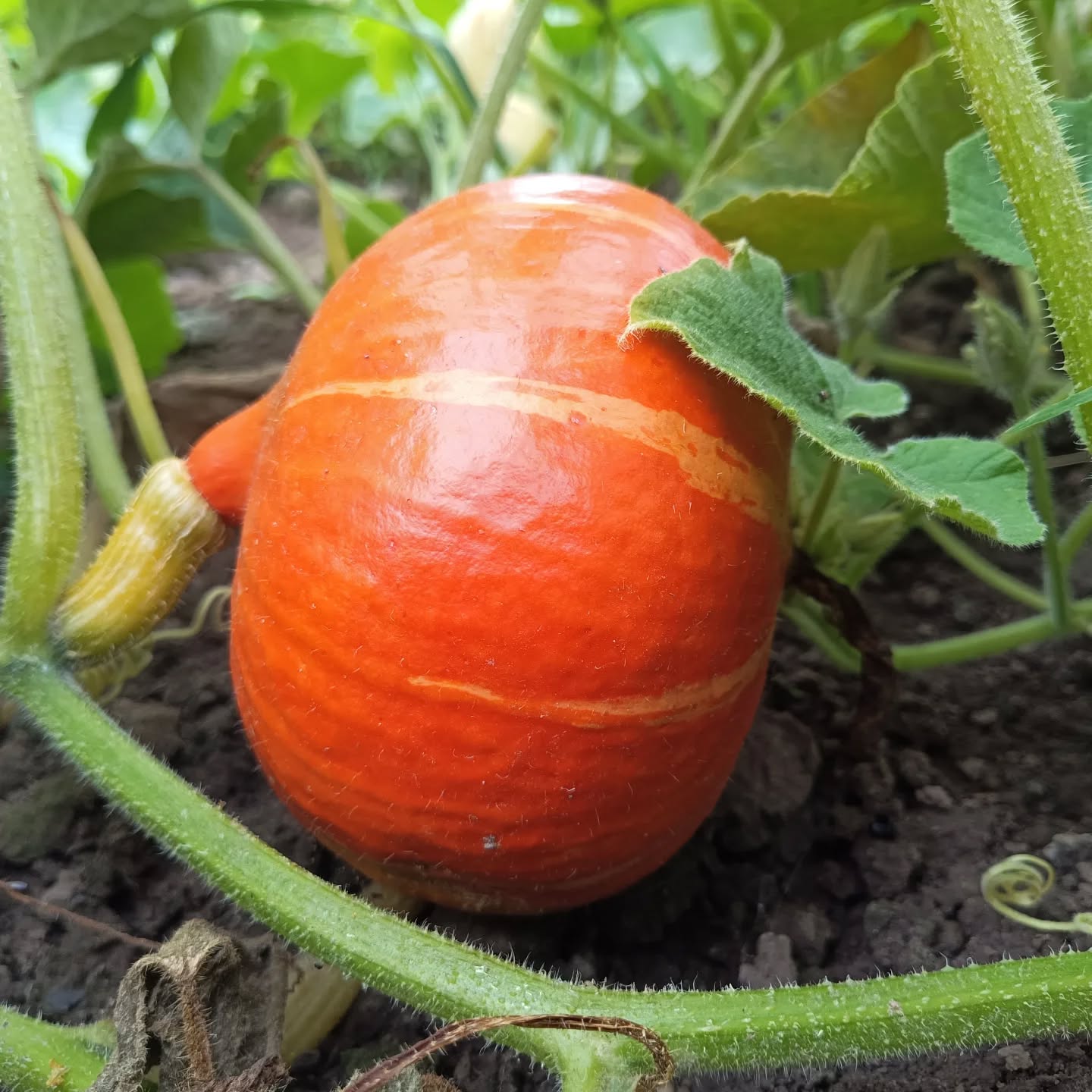 erwachsener #kürbis 🎉😁☀️ Wenn es hier ruhiger wird, dann heißt das meist, dass wir v....