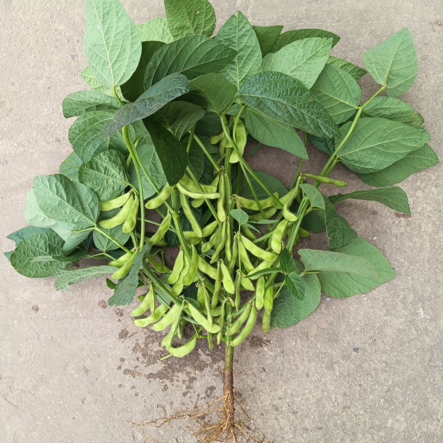 Gerade haben wir was eher ungewöhnliches für Euch: frische #edamame in Bioland Qualität! Edam....