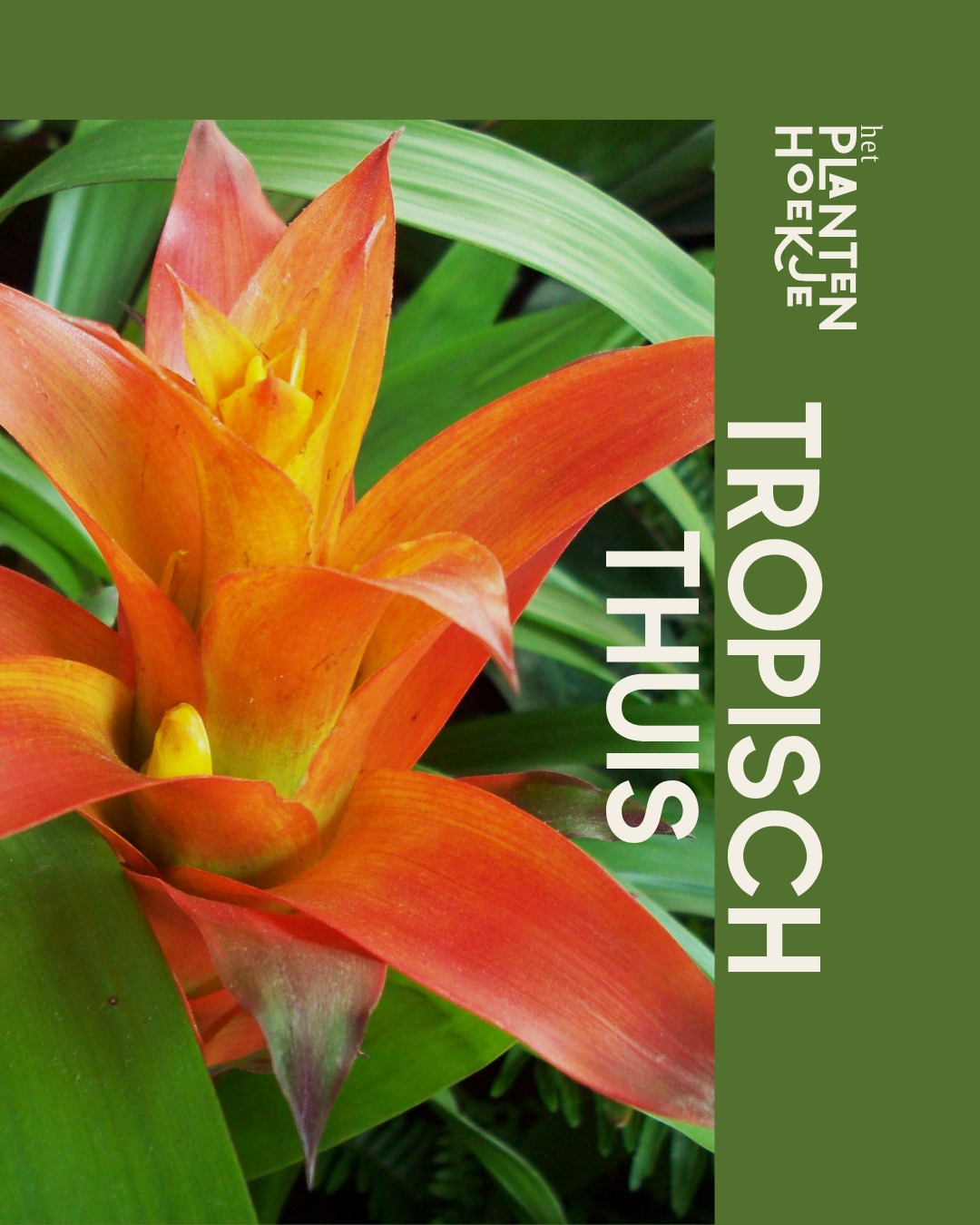 🌴✨ 𝐇𝐚𝐚𝐥 𝐡𝐞𝐭 𝐭𝐫𝐨𝐩𝐢𝐬𝐜𝐡 𝐫𝐞𝐠𝐞𝐧𝐰𝐨𝐮𝐝 𝐢𝐧 𝐡𝐮𝐢𝐬! ✨🌴 Droom j…