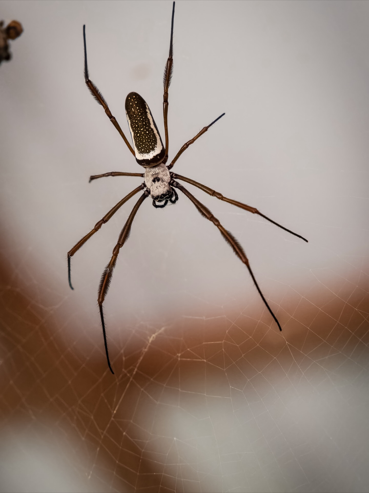 On the way to Angel Falls, we traveled by boat through the jungle in Canaima National Park ๐ฟ. The views were amazing.. big cliffs, thick trees, and the river all around us ๐ฆ. We stopped a few times and saw some really interesting insects. The whole trip felt wild and unforgettable ๐ฎ!!#travel #traveltips #travelgoals #explore