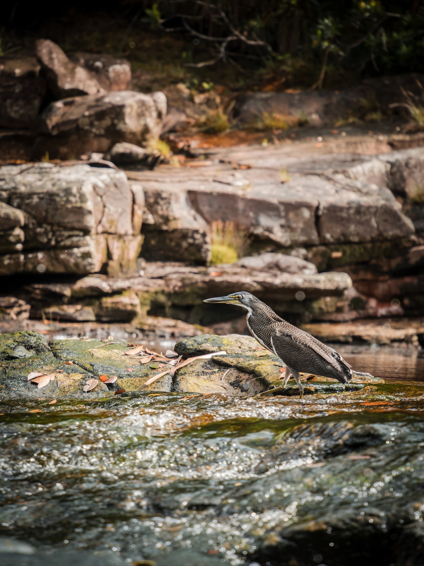 On the way to Angel Falls, we traveled by boat through the jungle in Canaima National Park 🌿. The views were amazing.. big cliffs, thick trees, and the river all around us 💦. We stopped a few times and saw some really interesting insects. The whole trip felt wild and unforgettable 😮!!#travel #traveltips #travelgoals #explore