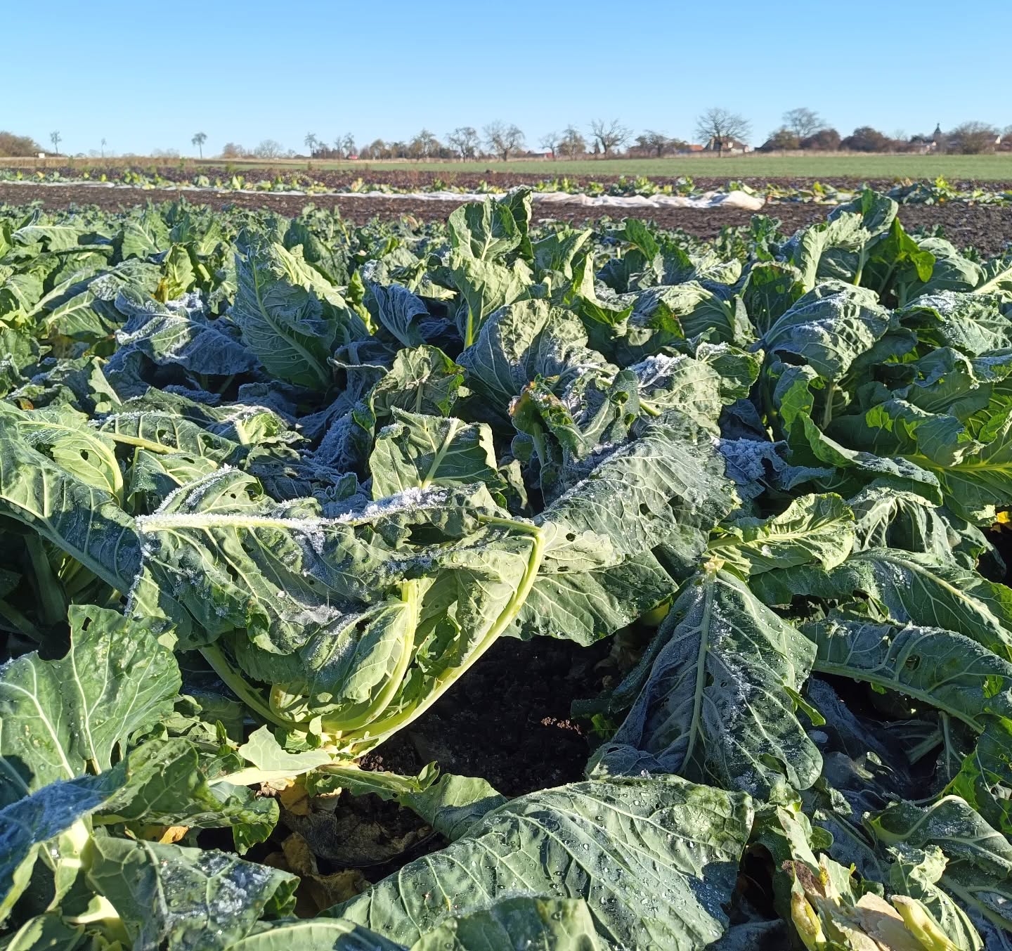 Was aussieht wie Erntereste ist in Wirklichkeit unser #blumenkohl , der auf wärmere Temperature....