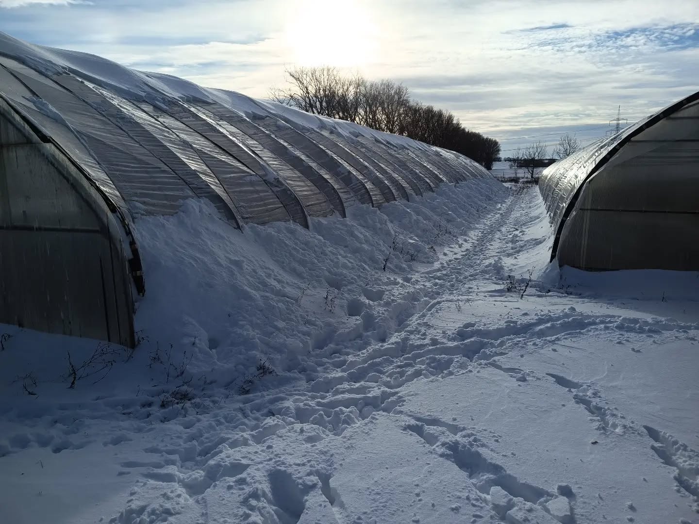 Wir haben gerade die Dächer unserer Folientunnel so gut es geht von #schnee befreit und genieß....