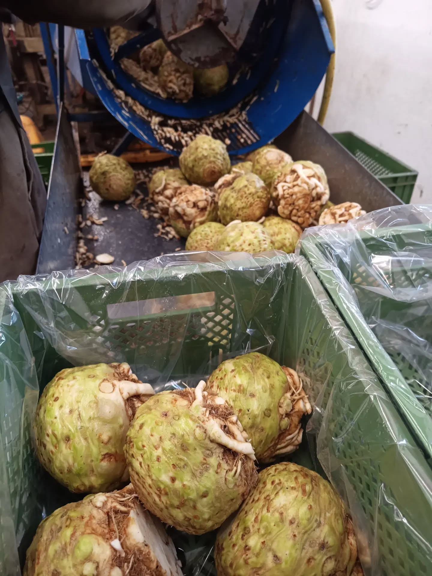 Kommt mit uns #sellerie waschen! 💦🔪💦🔪 Nach der Ernte im Herbst stellen wir unser Gem....