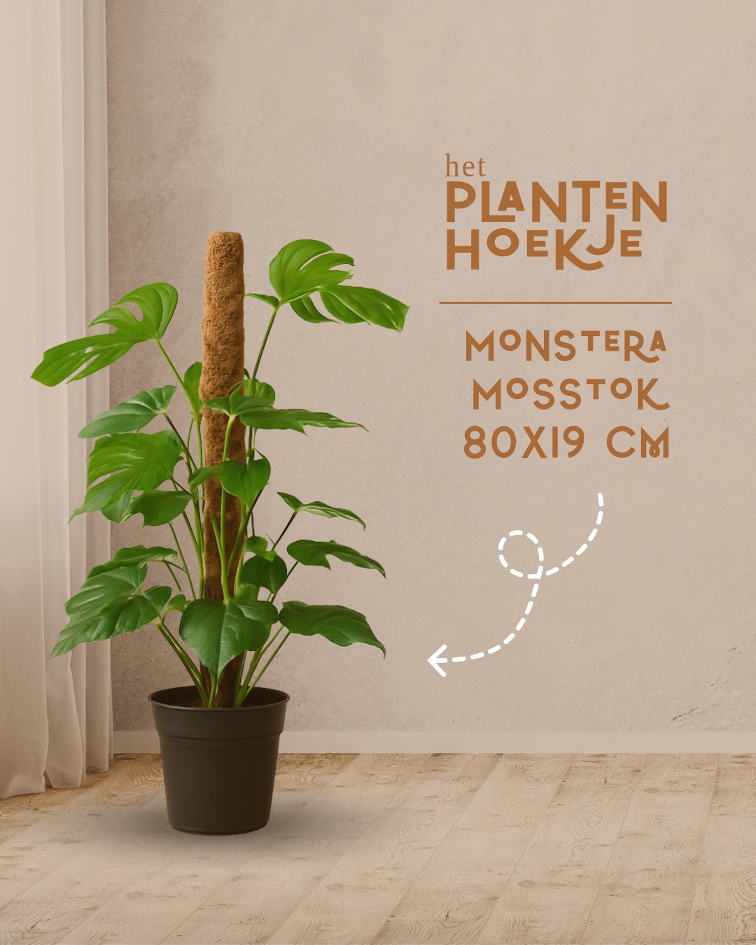 🌿🌱 𝐌𝐨𝐧𝐬𝐭𝐞𝐫𝐚 𝐦𝐞𝐭 𝐦𝐨𝐬𝐬𝐭𝐨𝐤 – 𝐆𝐫𝐨𝐞𝐢 𝐦𝐞𝐭 𝐤𝐚𝐫𝐚𝐤𝐭𝐞𝐫 𝐢𝐧 𝐣𝐨…