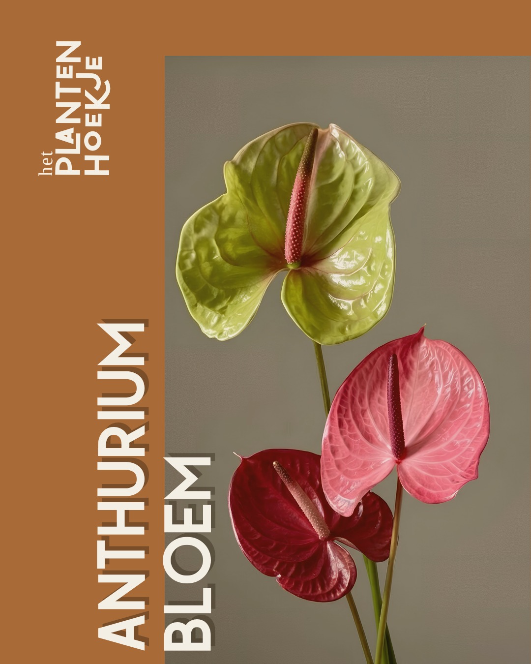 𝐀𝐧𝐭𝐡𝐮𝐫𝐢𝐮𝐦 𝐛𝐥𝐨𝐞𝐦𝐞𝐧 🌿 De “bloem” van een Anthurium i…