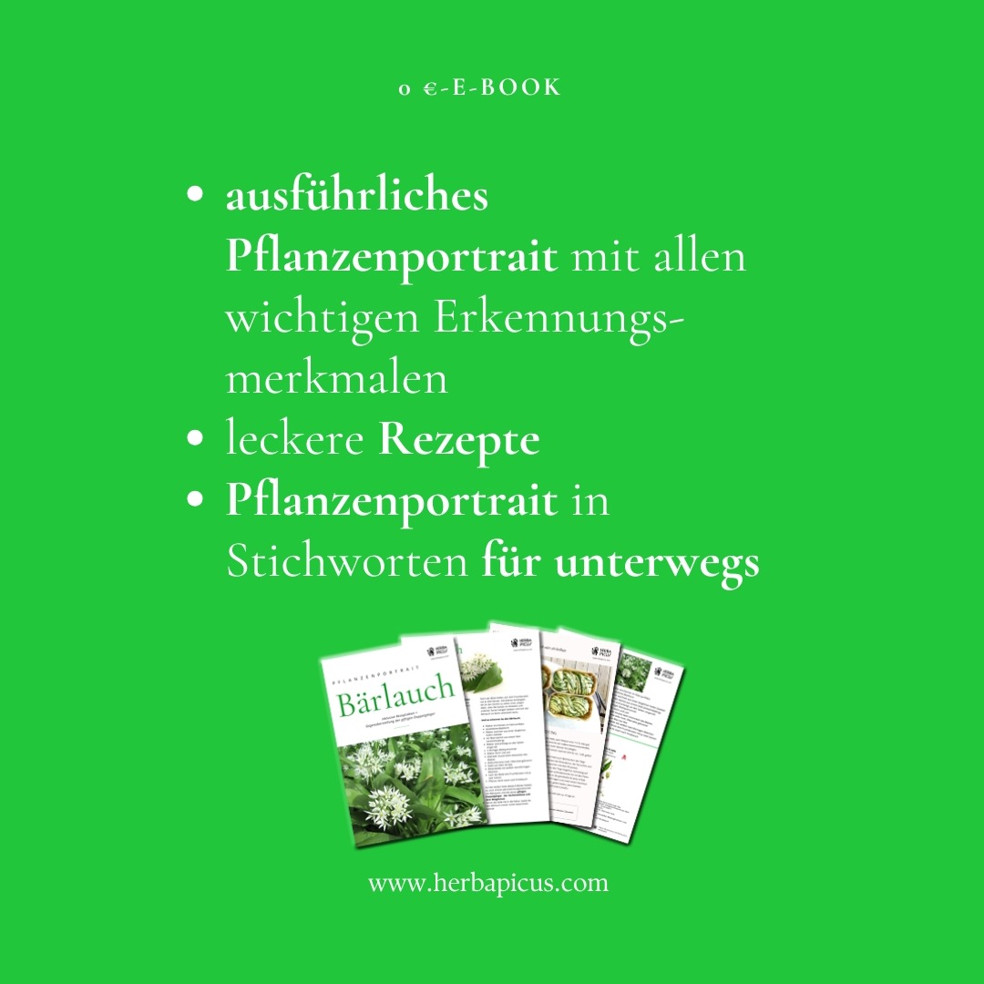 BÄRLAUCH – einer meiner liebsten Vitaminbooster im Frühling 🌱
Wenn man im eigenen Garten weiß, was genau wo wächst - alles kein Problem!
Aber wie sieht es aus, wenn du in der Natur unterwegs bist und dir dieses Kraftpaket für kulinarische Rezepte pflücken willst?
Kannst du sicher sagen, ob es sich um Bärlauch, Maiglöckchen oder Herbstzeitlosen-Blätter handelt?
Damit du wirklich nie mehr ratlos vor dem gesunden Grün stehst und den Bärlauch sicher von seinen giftigen Doppelgängern unterscheiden kannst, findest du ab sofort ein KOSTENLOSES E-Book zum Download auf meiner Website.
Für sage und schreibe 0 € lernst du
🌱 alle wichtigen Erkennungsmerkmale des Bärlauchs kennen
🌱 Interessante Erkenntnisse über die Nutzung der gesamten (!) Pflanze (angefangen von der Zwiebel bis zu den Samen)
🌱 gesundheitliche Wirkungen des Bärlauchs
🌱 und vor allen Dingen auch alle Erkennungsmerkmale seiner giftigen Doppelgänger
🍴Und natürlich dürfen leckere Rezepte im E-Book nicht fehlen.
📃Die letzte Seite des E-Books kannst du dir übrigens für deine Kräuterwanderungen ausdrucken, denn da habe ich dir nochmal alle Erkennungsmerkmale von Bärlauch, Maiglöckchen und Herbstzeitlose aufgelistet.
Schau doch am besten gleich mal nach, ob sich schon die ersten Spitzen des Bärlauchs in deiner Umgebung zeigen 😃 Bei uns geht langsam los!
Ich wünsche dir viel Spaß beim Sammeln!
#bärlauch #bärlauchsammeln #kräutersammeln #giftigedoppelgänger #kräuterimfrühling #vitamineausdernatur #kräutererkennen #kräuterküche #bärlauchebook #kräuterwanderungenwiesbaden #wiesbaden