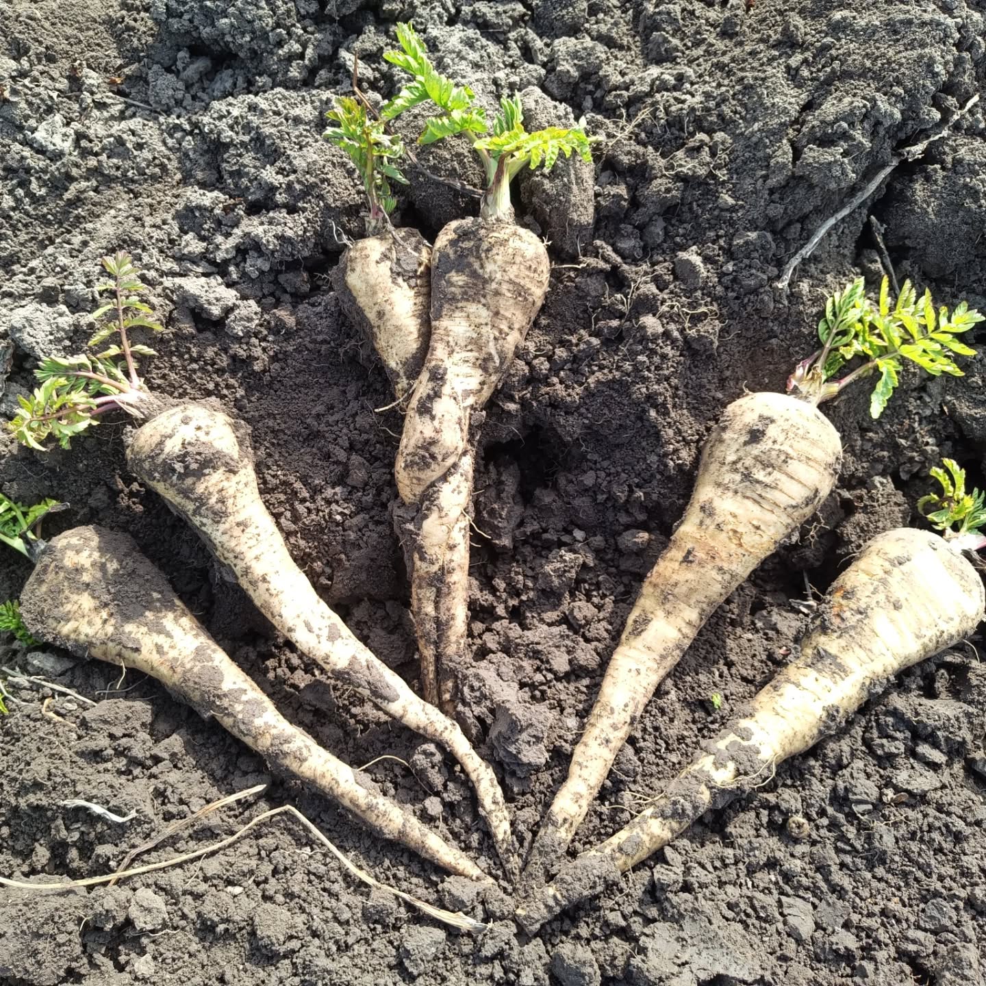 Wir ernten nochmal #pastinaken für Euch und haben dabei die beste Zeit ❤️ Pastinaken könne....