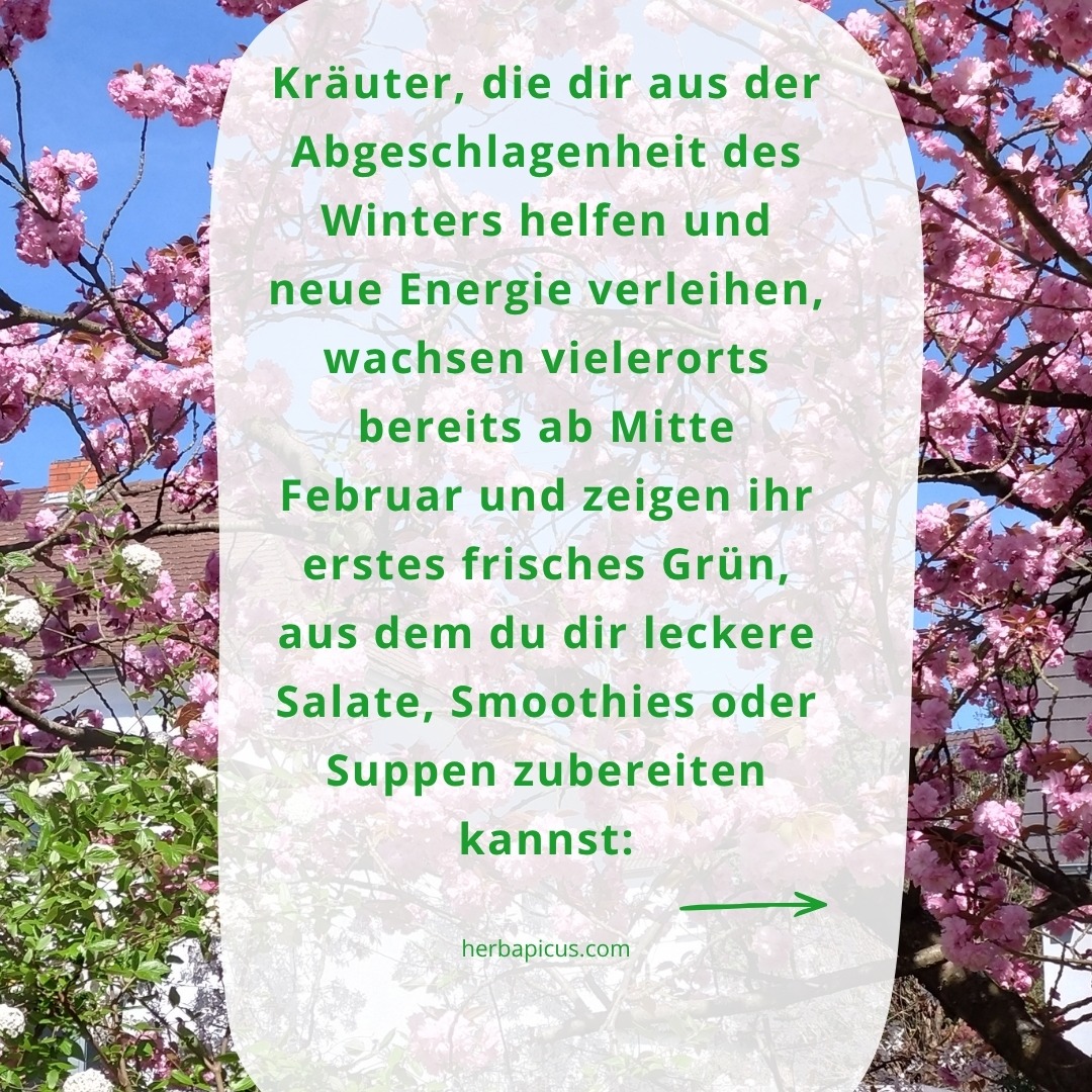 Heute ist Frühlings-Tag-und-Nacht-Gleiche - juchhuuuh 🎉 Endlich siegt das Licht über die Dunkelheit, die Tage werden wieder länger als die Nächte. Ist das nicht schön 😍
Wer mir schon länger folgt weiß, dass ich ein großer Fan keltischer Traditionen bin. Schließlich liegen darin die Wurzeln unserer Vorfahren. Und es liegt mir einfach am Herzen, dass wir diese Traditionen und das alte Wissen nicht aus den Augen verlieren.
Daher findest du Informationen zu allen keltischen Jahreskreisfesten auf meiner Website:
👉 herbapicus.com/category/altes-wissen/
Zum heutigen Frühlingsanfang steht natürlich OSTARA im Fokus.
Swipe durch den Beitrag und lass' dich vom Frühling verzaubern. 🦋☀️🌸
Frische Wildkräuter, die dir jetzt so einen richtigen Energieschub nach dem langen, trüben Winter verleihen, findest du ebenfalls im Slider.
Also: Schnappe dir einen kleinen Korb, mach dich auf den Weg, und halte Ausschau, was dir der Frühling schon alles zu bieten hat! 🧺😉🌿
Einen schönen Frühlingsanfang und einen ordentlichen Energieschub wünscht dir
deine Claudia 🌸🧙♀️
#naturpädagogik #ostara #frühlingstagundnachtgleiche #frühlingsbeginn #frühlingszauber #kräuterwissen #alteswissen #keltischejahreskreisfeste #jahreskreisfeste #wildkräuter #wildkräuterimfrühling #kräuterhexe #wiesbaden