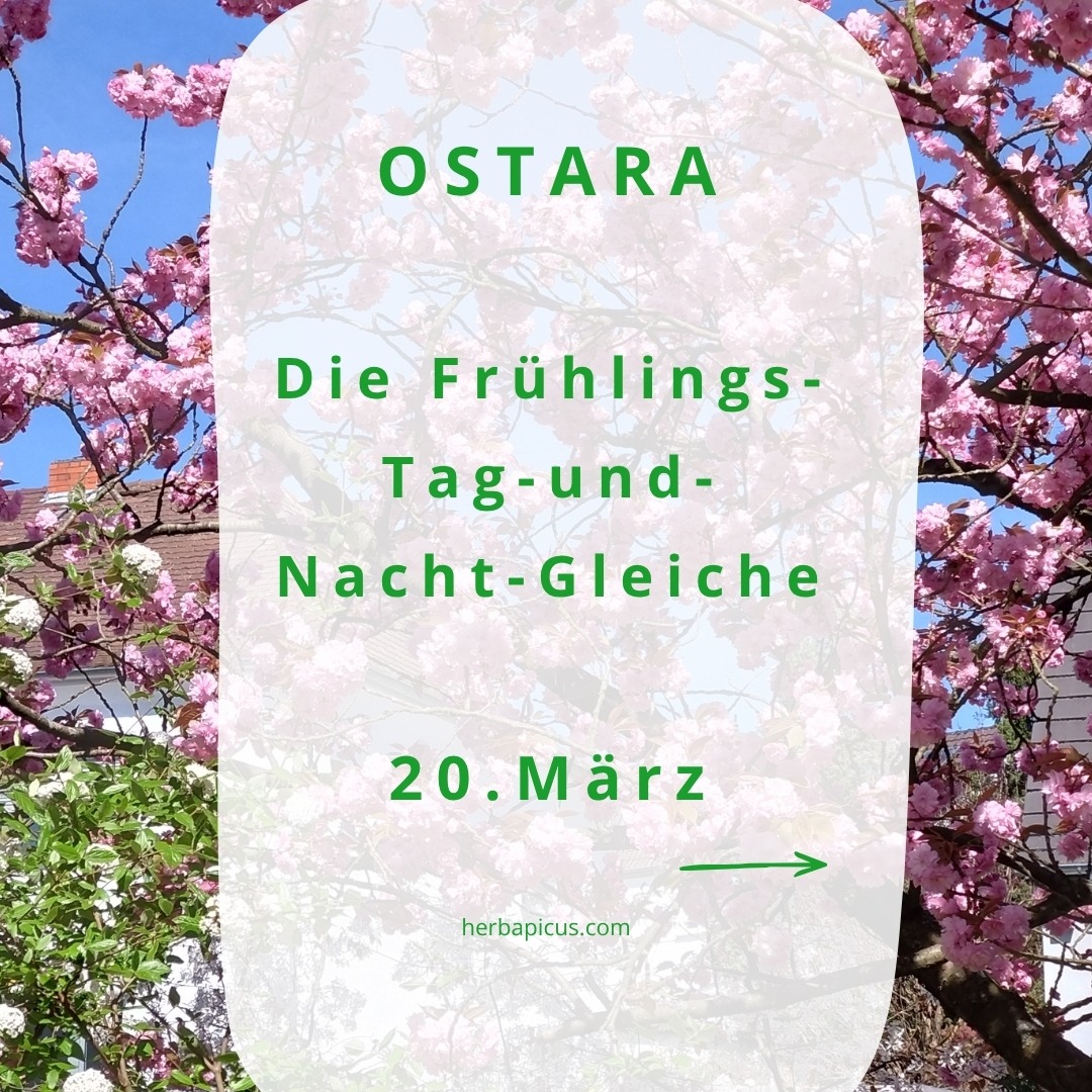 Heute ist Frühlings-Tag-und-Nacht-Gleiche - juchhuuuh 🎉 Endlich siegt das Licht über die Dunkelheit, die Tage werden wieder länger als die Nächte. Ist das nicht schön 😍
Wer mir schon länger folgt weiß, dass ich ein großer Fan keltischer Traditionen bin. Schließlich liegen darin die Wurzeln unserer Vorfahren. Und es liegt mir einfach am Herzen, dass wir diese Traditionen und das alte Wissen nicht aus den Augen verlieren.
Daher findest du Informationen zu allen keltischen Jahreskreisfesten auf meiner Website:
👉 herbapicus.com/category/altes-wissen/
Zum heutigen Frühlingsanfang steht natürlich OSTARA im Fokus.
Swipe durch den Beitrag und lass' dich vom Frühling verzaubern. 🦋☀️🌸
Frische Wildkräuter, die dir jetzt so einen richtigen Energieschub nach dem langen, trüben Winter verleihen, findest du ebenfalls im Slider.
Also: Schnappe dir einen kleinen Korb, mach dich auf den Weg, und halte Ausschau, was dir der Frühling schon alles zu bieten hat! 🧺😉🌿
Einen schönen Frühlingsanfang und einen ordentlichen Energieschub wünscht dir
deine Claudia 🌸🧙♀️
#naturpädagogik #ostara #frühlingstagundnachtgleiche #frühlingsbeginn #frühlingszauber #kräuterwissen #alteswissen #keltischejahreskreisfeste #jahreskreisfeste #wildkräuter #wildkräuterimfrühling #kräuterhexe #wiesbaden