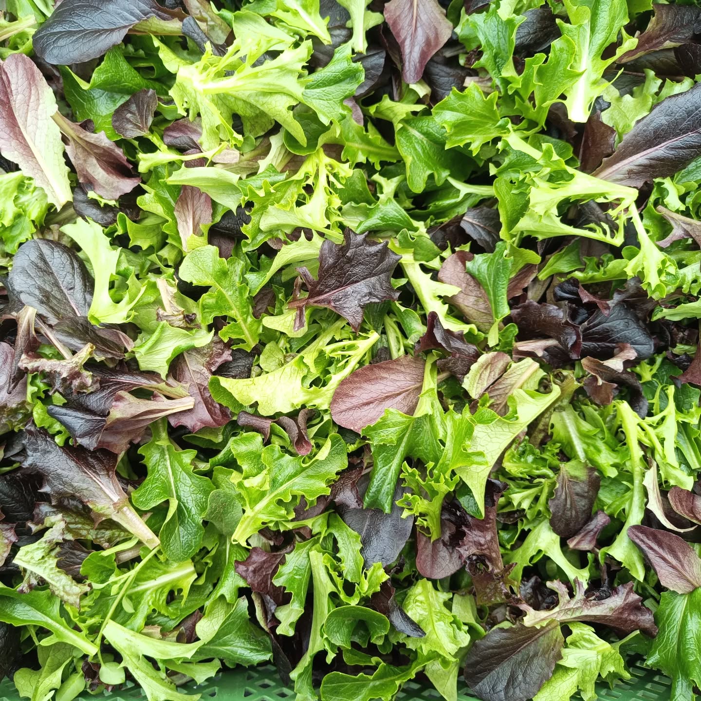 Schönster #salat ❤️🥗❤️ #bioland #bördegärtnerei