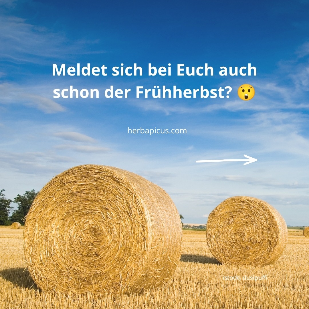 Meteorologisch stecken wir noch mitten im Hochsommer. Doch die Natur hält sich nicht an den Kalender, sie richtet sich nach dem, was tatsächlich blüht, reift und fällt. 🌿
Genau das beschreibt die Phänologie: Sie teilt das Jahr nicht in vier, sondern in zehn Jahreszeiten ein. Als Maßstab dienen sogenannte Zeigerpflanzen. Das sind heimische Pflanzen, deren Entwicklung den Übergang in die nächste Phase anzeigt.
Die zehn phänologischen Jahreszeiten und ihre Zeigerpflanzen:
🌱 Vorfrühling – die Hasel blüht
🌷 Erstfrühling – die Forsythie beginnt zu blühen
🍏 Vollfrühling – die Apfelblüte beginnt
🌼 Frühsommer – der Holunder blüht
🌳 Hochsommer – die Sommerlinde blüht
🍎 Spätsommer – die ersten (Früh-)Äpfel reifen
🫐 Frühherbst – die Holunderbeeren reifen
🌰 Vollherbst – die Kastanien fallen
🍂 Spätherbst – das Stieleichenlaub verfärbt sich
❄️ Winter – Stieleichenlaub und Lärchennadeln fallen ab
Bei uns im Garten ist seit Anfang der Woche der Frühherbst eingezogen: Die Holunderbeeren sind reif.
In deiner Region hängt vielleicht noch der Spätsommer mit den ersten Frühäpfeln in der Luft.
Phänologie ist regional und lässt sich direkt vor der eigenen Haustür beobachten.
Achte in den nächsten Tagen einmal bewusst darauf, was um dich herum reift und sich verfärbt. Sobald man die Zeiger der Natur lesen kann, wird aus einem gewohnten Weg plötzlich eine kleine Entdeckungsreise.
Lust auf mehr Pflanzenwissen direkt vor deiner Haustür? Alle nächsten Kräuterwanderungen und Workshops findest du unter herbapicus.com/termine/ 💮
Deine Claudia 🌿
#phänologie #zeigerpflanzen #phänologischejahreszeiten #frühherbst #holunder #holunderbeeren #wildkräuter #heilpflanzen #kräuterwissen #naturverbunden #naturentdecken #altewissen #naturbeobachtung #jahreskreis #kräuterwanderung #wiesbaden #rheinmain #saisonal