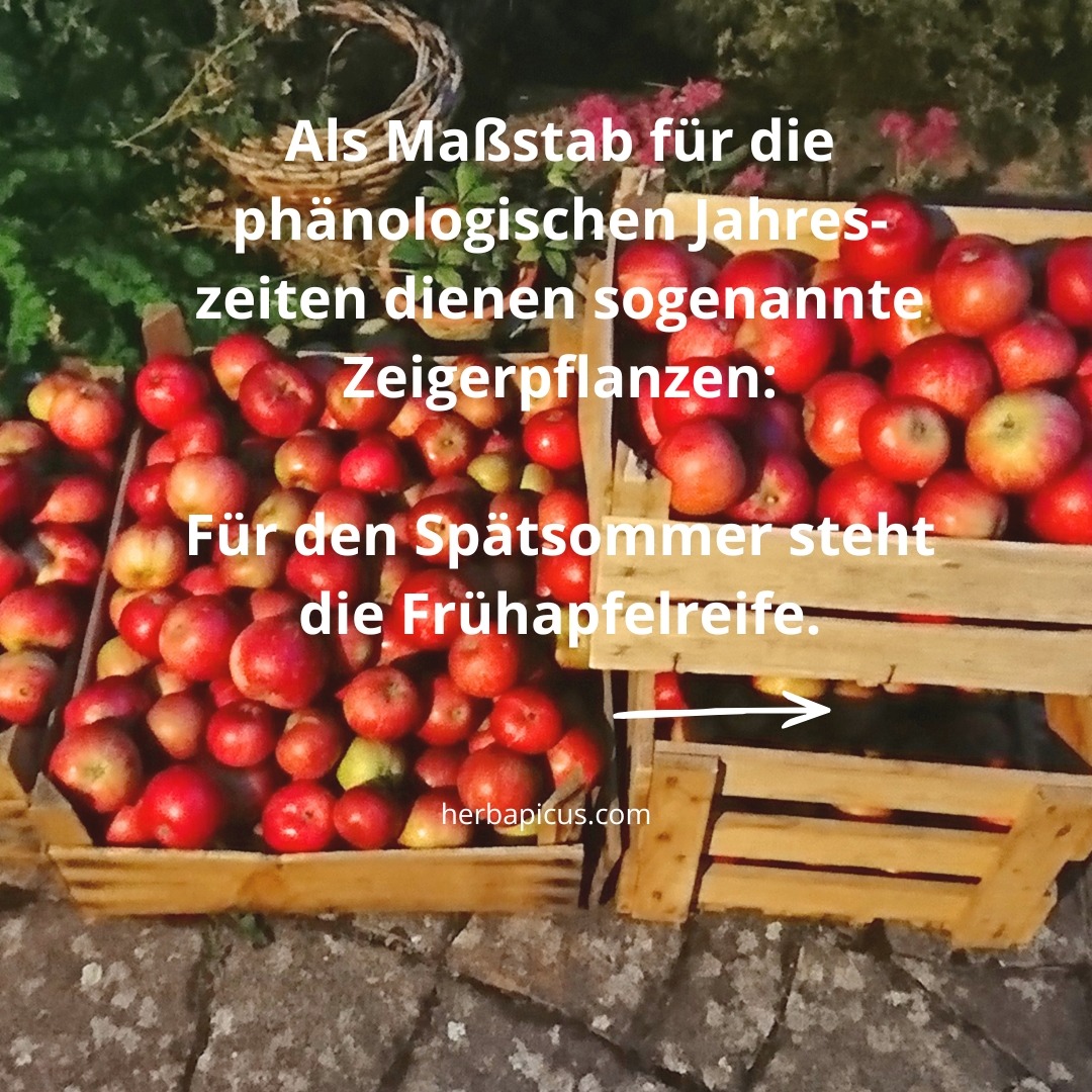Meteorologisch stecken wir noch mitten im Hochsommer. Doch die Natur hält sich nicht an den Kalender, sie richtet sich nach dem, was tatsächlich blüht, reift und fällt. 🌿
Genau das beschreibt die Phänologie: Sie teilt das Jahr nicht in vier, sondern in zehn Jahreszeiten ein. Als Maßstab dienen sogenannte Zeigerpflanzen. Das sind heimische Pflanzen, deren Entwicklung den Übergang in die nächste Phase anzeigt.
Die zehn phänologischen Jahreszeiten und ihre Zeigerpflanzen:
🌱 Vorfrühling – die Hasel blüht
🌷 Erstfrühling – die Forsythie beginnt zu blühen
🍏 Vollfrühling – die Apfelblüte beginnt
🌼 Frühsommer – der Holunder blüht
🌳 Hochsommer – die Sommerlinde blüht
🍎 Spätsommer – die ersten (Früh-)Äpfel reifen
🫐 Frühherbst – die Holunderbeeren reifen
🌰 Vollherbst – die Kastanien fallen
🍂 Spätherbst – das Stieleichenlaub verfärbt sich
❄️ Winter – Stieleichenlaub und Lärchennadeln fallen ab
Bei uns im Garten ist seit Anfang der Woche der Frühherbst eingezogen: Die Holunderbeeren sind reif.
In deiner Region hängt vielleicht noch der Spätsommer mit den ersten Frühäpfeln in der Luft.
Phänologie ist regional und lässt sich direkt vor der eigenen Haustür beobachten.
Achte in den nächsten Tagen einmal bewusst darauf, was um dich herum reift und sich verfärbt. Sobald man die Zeiger der Natur lesen kann, wird aus einem gewohnten Weg plötzlich eine kleine Entdeckungsreise.
Lust auf mehr Pflanzenwissen direkt vor deiner Haustür? Alle nächsten Kräuterwanderungen und Workshops findest du unter herbapicus.com/termine/ 💮
Deine Claudia 🌿
#phänologie #zeigerpflanzen #phänologischejahreszeiten #frühherbst #holunder #holunderbeeren #wildkräuter #heilpflanzen #kräuterwissen #naturverbunden #naturentdecken #altewissen #naturbeobachtung #jahreskreis #kräuterwanderung #wiesbaden #rheinmain #saisonal