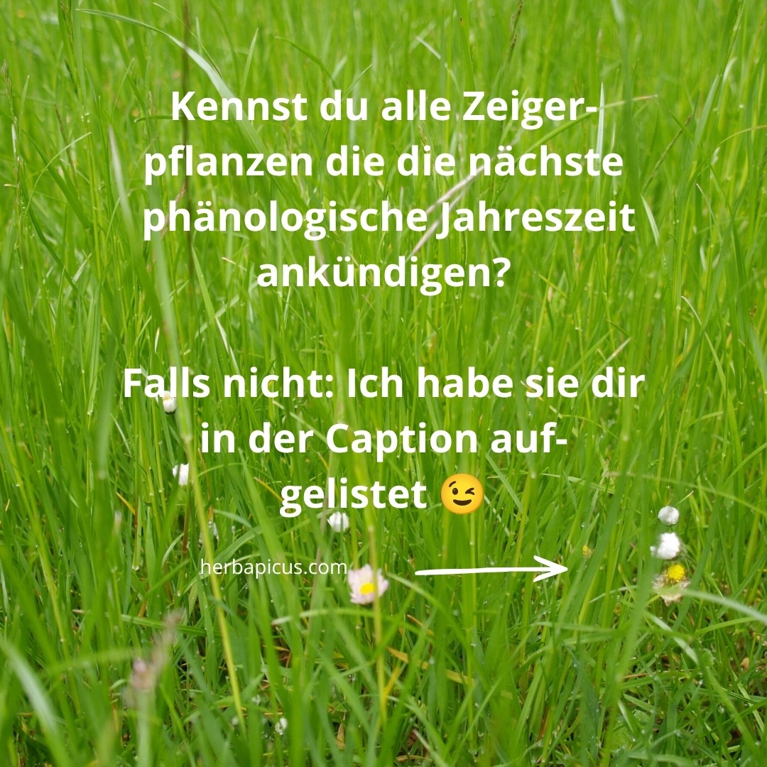 Meteorologisch stecken wir noch mitten im Hochsommer. Doch die Natur hält sich nicht an den Kalender, sie richtet sich nach dem, was tatsächlich blüht, reift und fällt. 🌿
Genau das beschreibt die Phänologie: Sie teilt das Jahr nicht in vier, sondern in zehn Jahreszeiten ein. Als Maßstab dienen sogenannte Zeigerpflanzen. Das sind heimische Pflanzen, deren Entwicklung den Übergang in die nächste Phase anzeigt.
Die zehn phänologischen Jahreszeiten und ihre Zeigerpflanzen:
🌱 Vorfrühling – die Hasel blüht
🌷 Erstfrühling – die Forsythie beginnt zu blühen
🍏 Vollfrühling – die Apfelblüte beginnt
🌼 Frühsommer – der Holunder blüht
🌳 Hochsommer – die Sommerlinde blüht
🍎 Spätsommer – die ersten (Früh-)Äpfel reifen
🫐 Frühherbst – die Holunderbeeren reifen
🌰 Vollherbst – die Kastanien fallen
🍂 Spätherbst – das Stieleichenlaub verfärbt sich
❄️ Winter – Stieleichenlaub und Lärchennadeln fallen ab
Bei uns im Garten ist seit Anfang der Woche der Frühherbst eingezogen: Die Holunderbeeren sind reif.
In deiner Region hängt vielleicht noch der Spätsommer mit den ersten Frühäpfeln in der Luft.
Phänologie ist regional und lässt sich direkt vor der eigenen Haustür beobachten.
Achte in den nächsten Tagen einmal bewusst darauf, was um dich herum reift und sich verfärbt. Sobald man die Zeiger der Natur lesen kann, wird aus einem gewohnten Weg plötzlich eine kleine Entdeckungsreise.
Lust auf mehr Pflanzenwissen direkt vor deiner Haustür? Alle nächsten Kräuterwanderungen und Workshops findest du unter herbapicus.com/termine/ 💮
Deine Claudia 🌿
#phänologie #zeigerpflanzen #phänologischejahreszeiten #frühherbst #holunder #holunderbeeren #wildkräuter #heilpflanzen #kräuterwissen #naturverbunden #naturentdecken #altewissen #naturbeobachtung #jahreskreis #kräuterwanderung #wiesbaden #rheinmain #saisonal