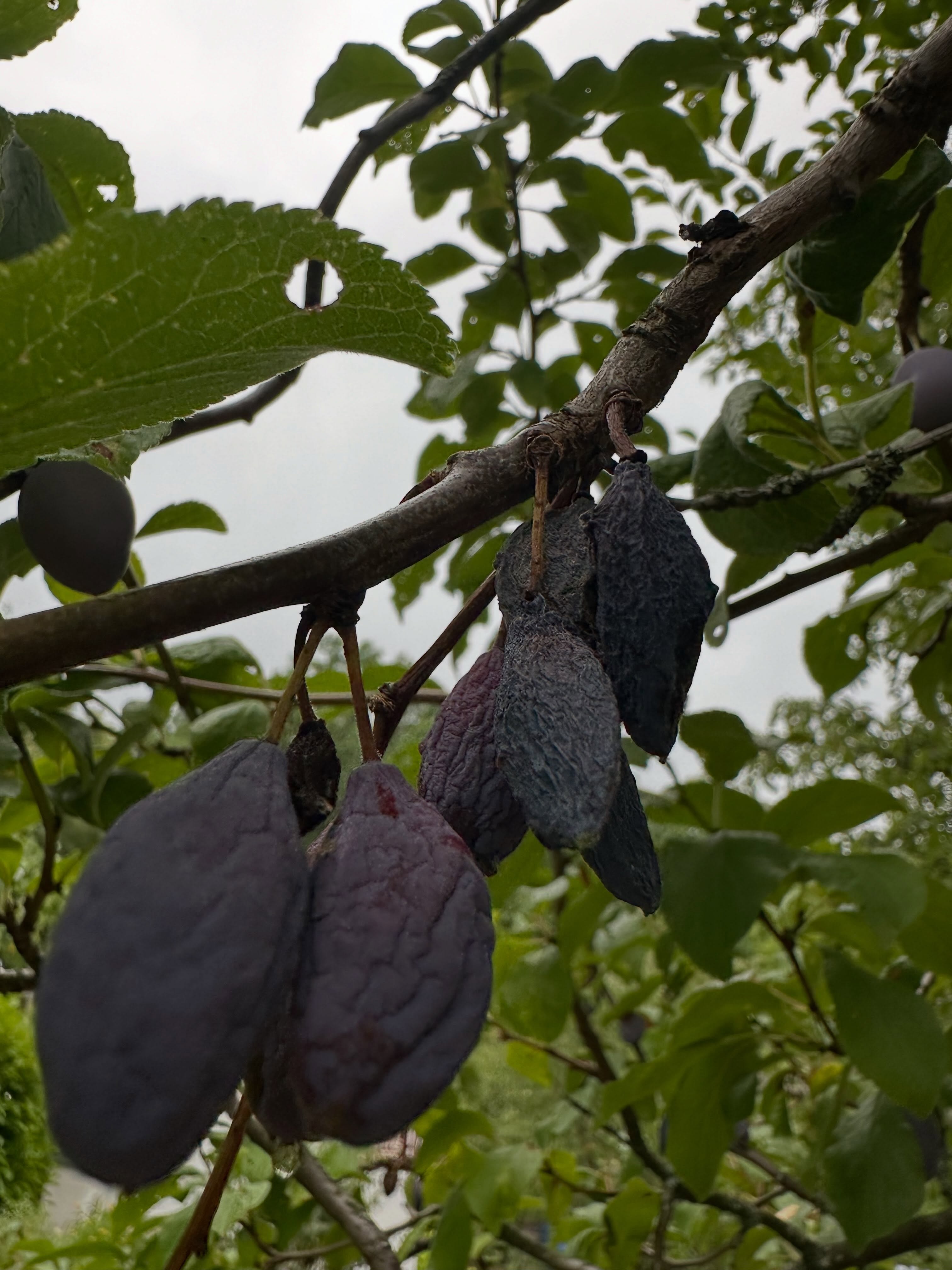 Der heutige Regen ist willkommen – doch leider kommt er zu spät und wird längst nicht ausreichen. 🌧️
Diese vertrockneten Pflaumen zeigen, was der Klimawandel mit anhaltender Trockenheit für den Obstbau bedeutet: Ernten fallen immer häufiger aus und Bäume geraten an ihre Grenzen.
#Klimawandel #Trockenheit #Obstbau #Pflaumen #hartmannsberger