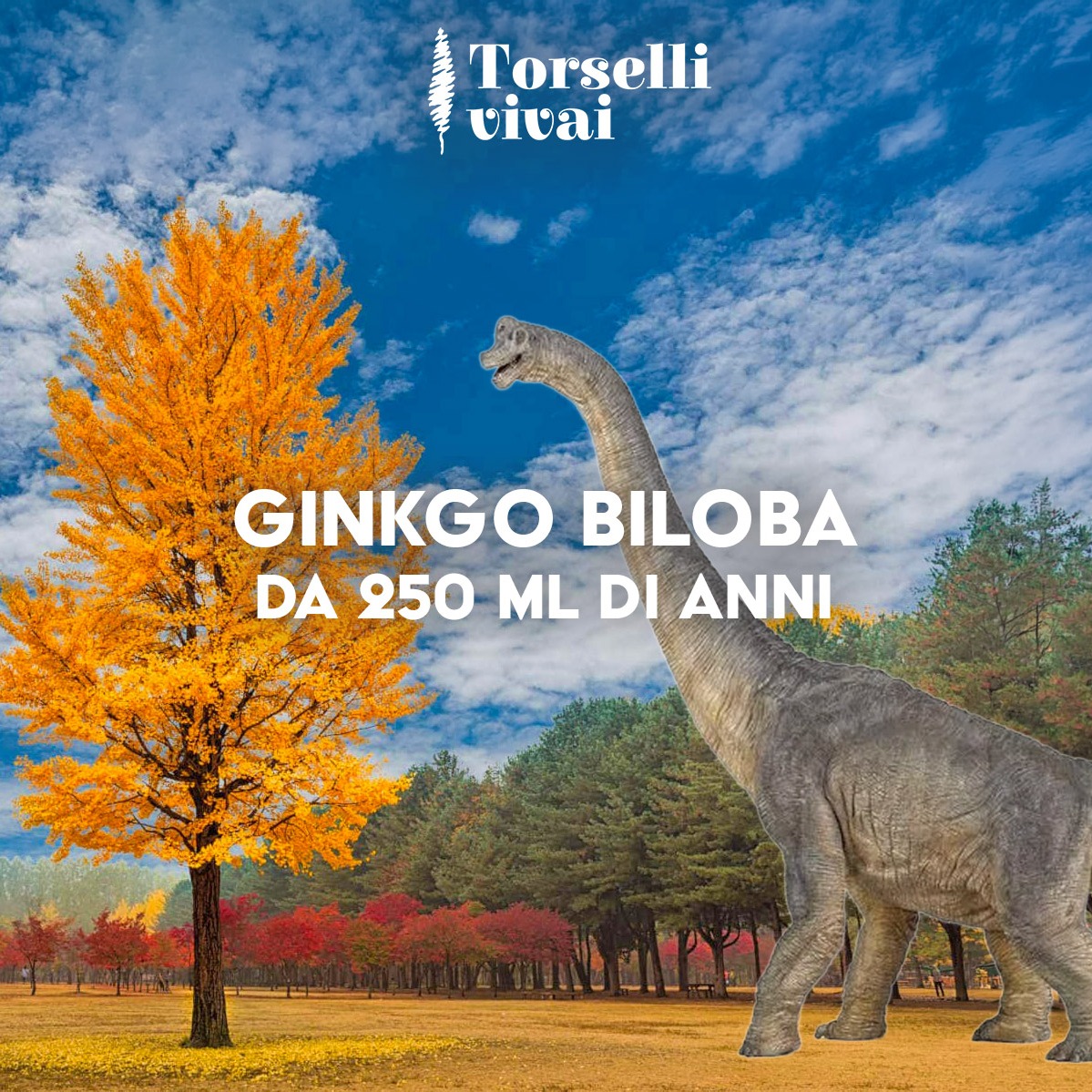 🌿✨ Ginkgo Bilob