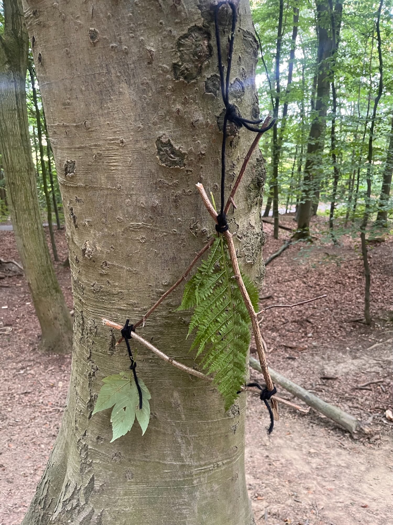 🌳🍃 Kleine Kunstwerke aus dem Wald 🍃🌳
Heute wurde es in unserer Bewegungstherapie kreativ! 🎨
Bei einem gemeinsamen Waldgang haben die Kinder aus drei gesammelten Ästen ihren ganz eigenen **Waldbilderrahmen** gestaltet. 🪵✨ Die Äste wurden an den Ecken miteinander verbunden – schon entstand ein kleines Dreieck, das anschließend am Baum aufgehängt werden konnte.
Und dann wurde es kreativ: Blätter, Gräser und andere Fundstücke aus dem Wald konnten in den Rahmen gelegt oder hineingehängt werden. 🍂🌿 So entstanden ganz individuelle kleine Kunstwerke mitten in der Natur.
Dabei steht nicht nur der Spaß im Vordergrund. 😊 Der Waldgang verbindet **Bewegung, Wahrnehmung und Kreativität** und fördert ganz nebenbei:
🌱 die Grob- und Feinmotorik
👀 die Wahrnehmung und Aufmerksamkeit
🤲 Geschicklichkeit und Koordination
🧠 Kreativität und Fantasie
🌳 den bewussten Umgang mit der Natur
Und das Schönste: Jedes Waldbild sieht anders aus – genauso einzigartig wie die Kinder, die es gestaltet haben. 💚
#aworehaklinikwerscherberg #sprachheilreha #waldbilderrahmen