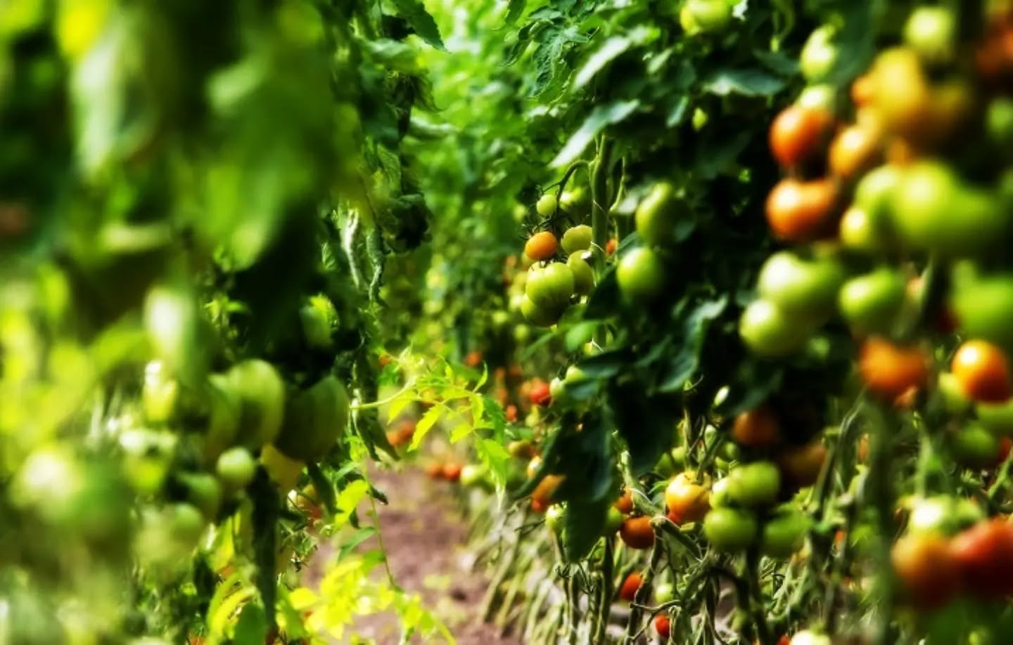 Wo wir zu dieser Jahreszeit ziemlich oft anzutreffen sind? In den 🍅 #tomaten 🍅 ! #besteleb....