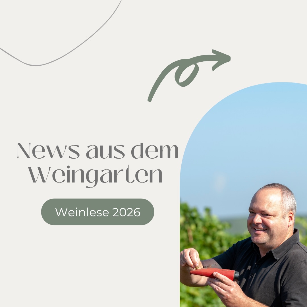 🍇 Start der Weinlese 2026! 🍂☀️ Spätsommerliches Wetter trifft auf erste herbstliche Akzente und im Weingarten ist schon ordentlich was los. Die ersten Sorten sind bereits geerntet, und munter geht’s weiter. 🤩✂️🍷 Wir freuen uns auf eine spannende Lese und einen großartigen Jahrgang 2026! 🍇✨ #weingart…
