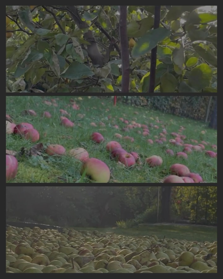 💛🍎🍐🍃#apfel #birne #goldenerherbst #herbstzeit #schaubrennerei